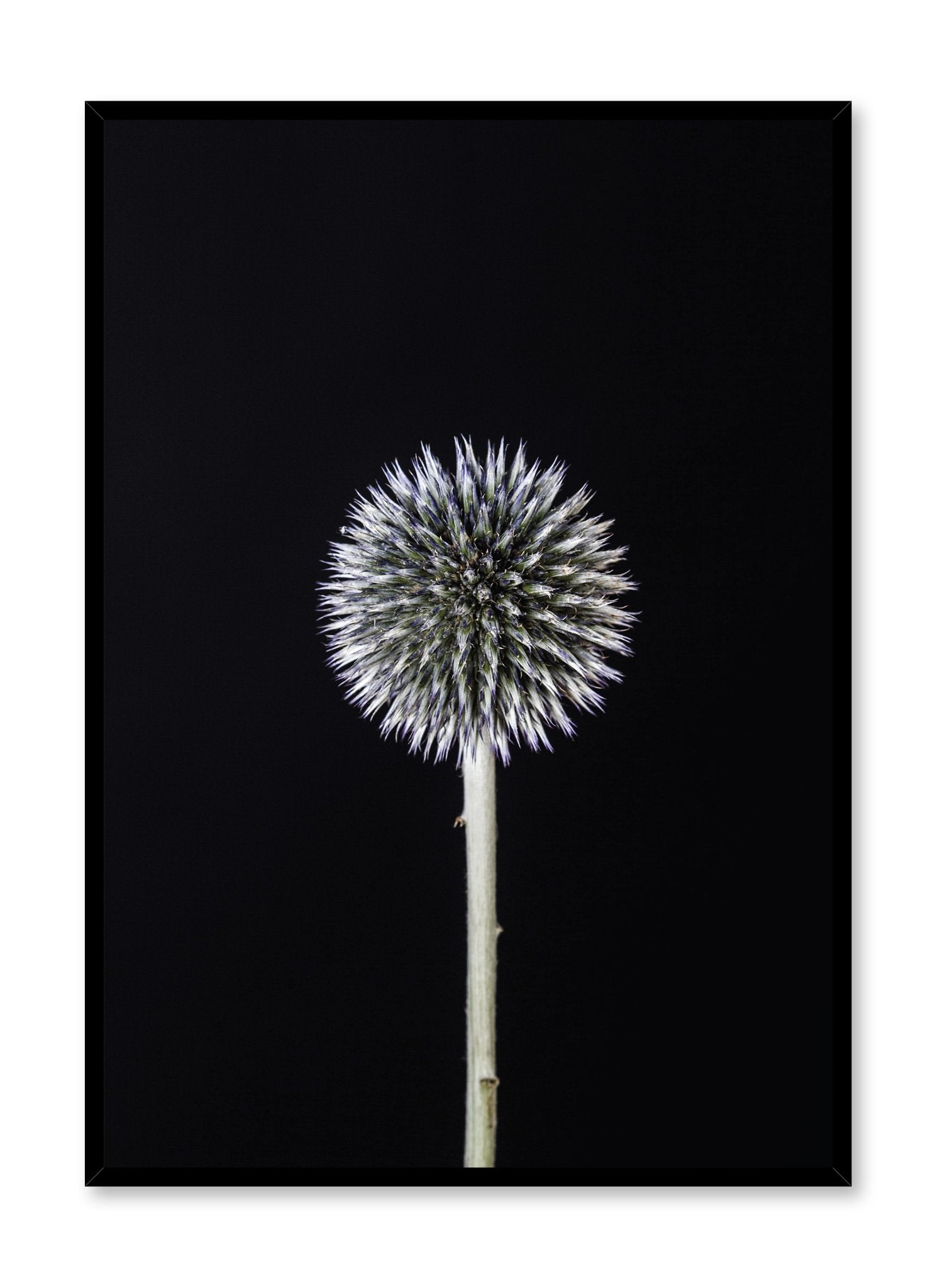 Scandinavian art print by Opposite Wall with Silver White Thistle art photo