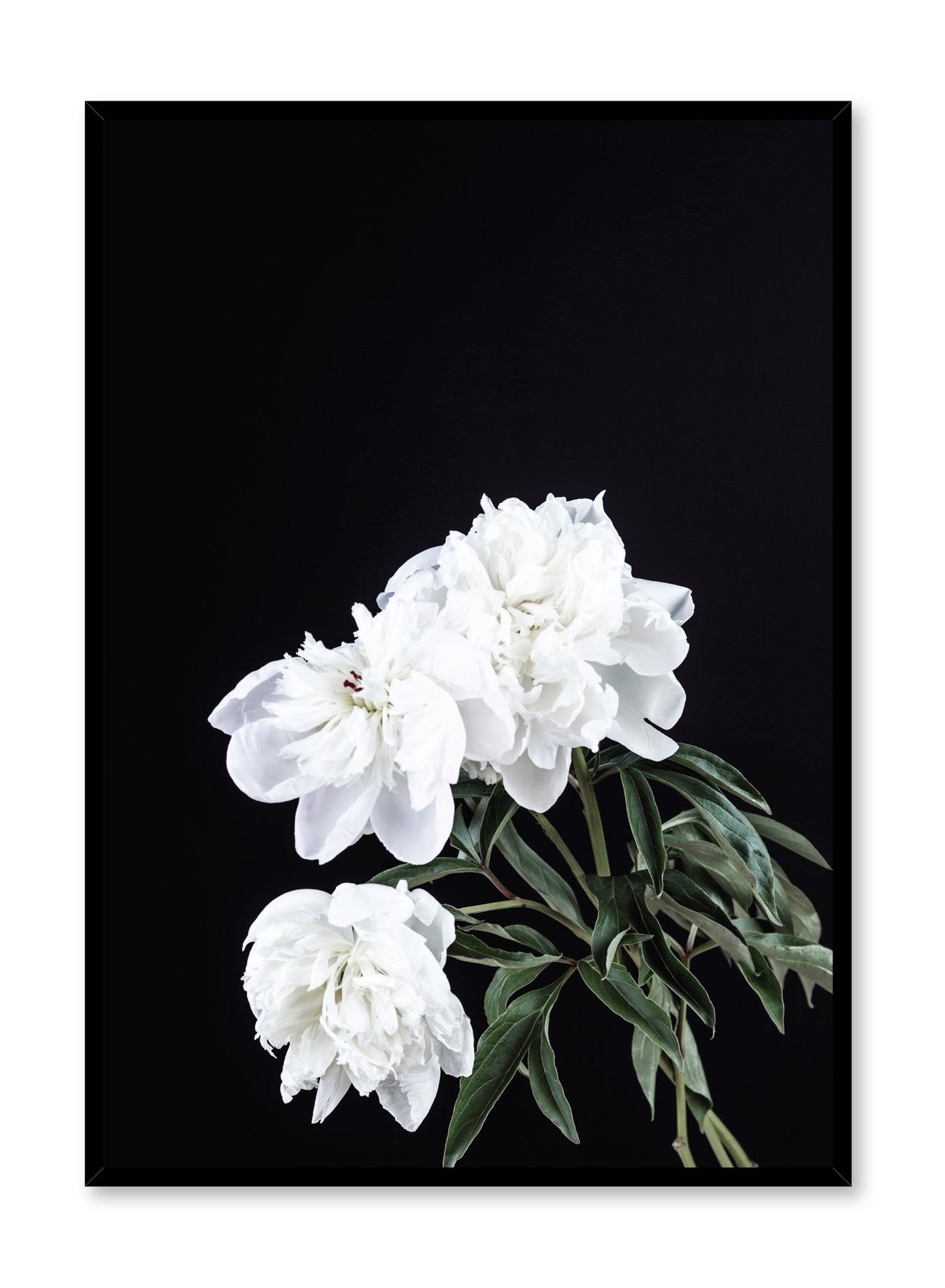 Scandinavian art print by Opposite Wall with Peony White on Black art photo