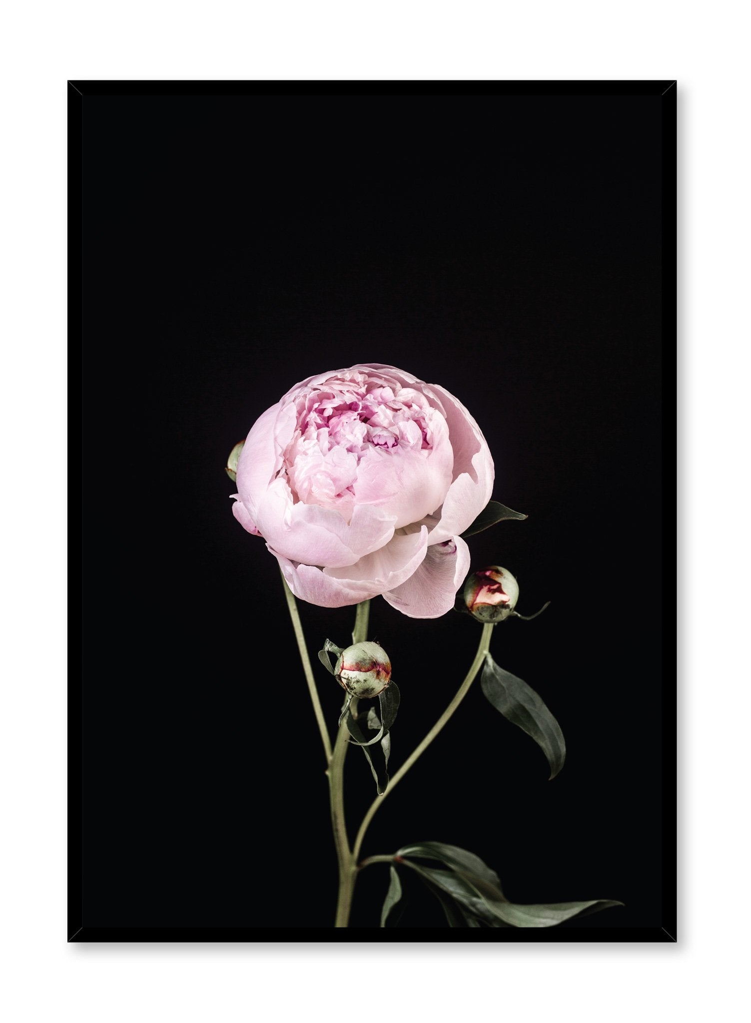 Scandinavian art print by Opposite Wall with Perfection pink and black peony art photo