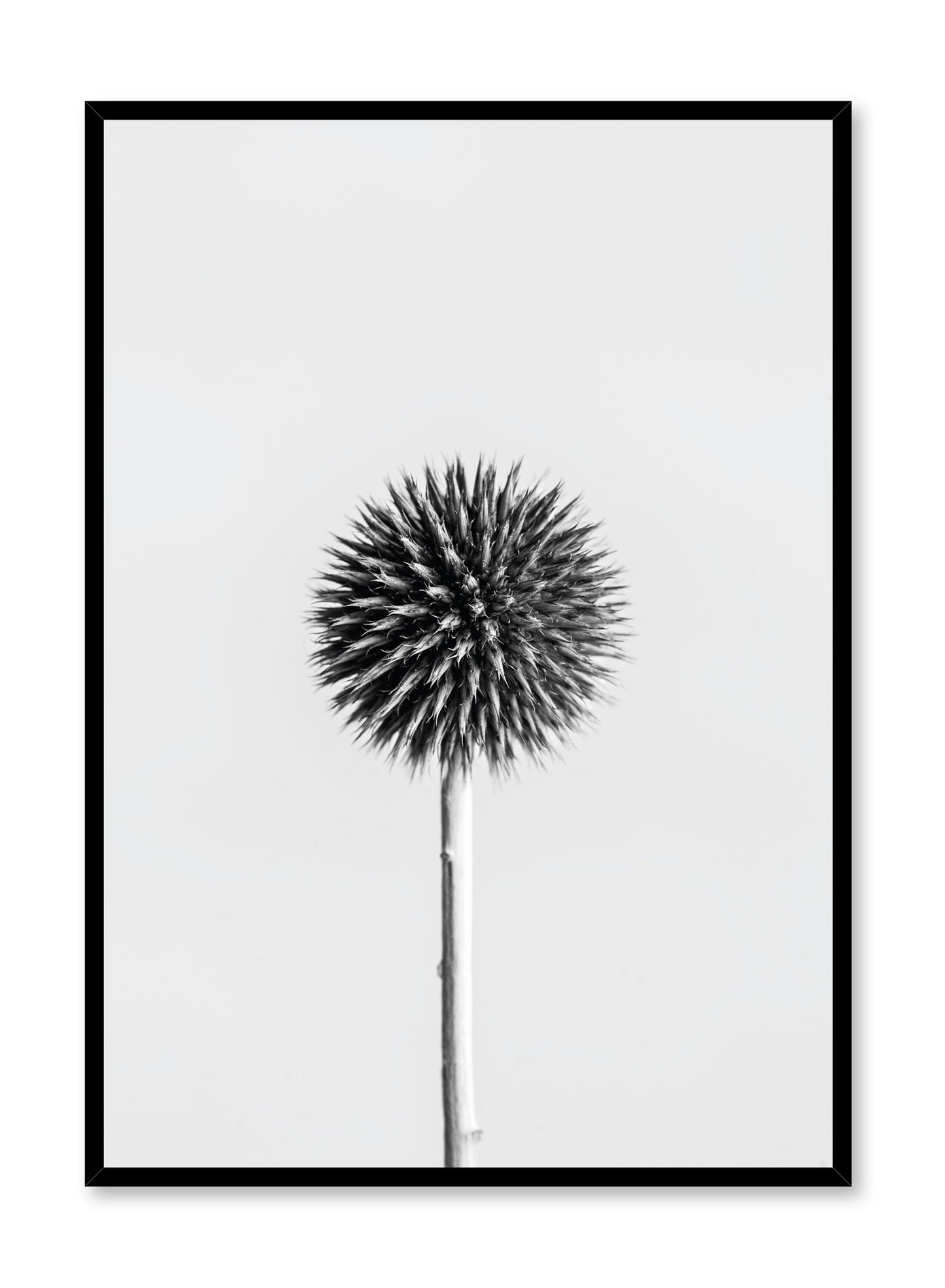 Scandinavian poster by Opposite Wall with Silver Thistle black and white art photo
