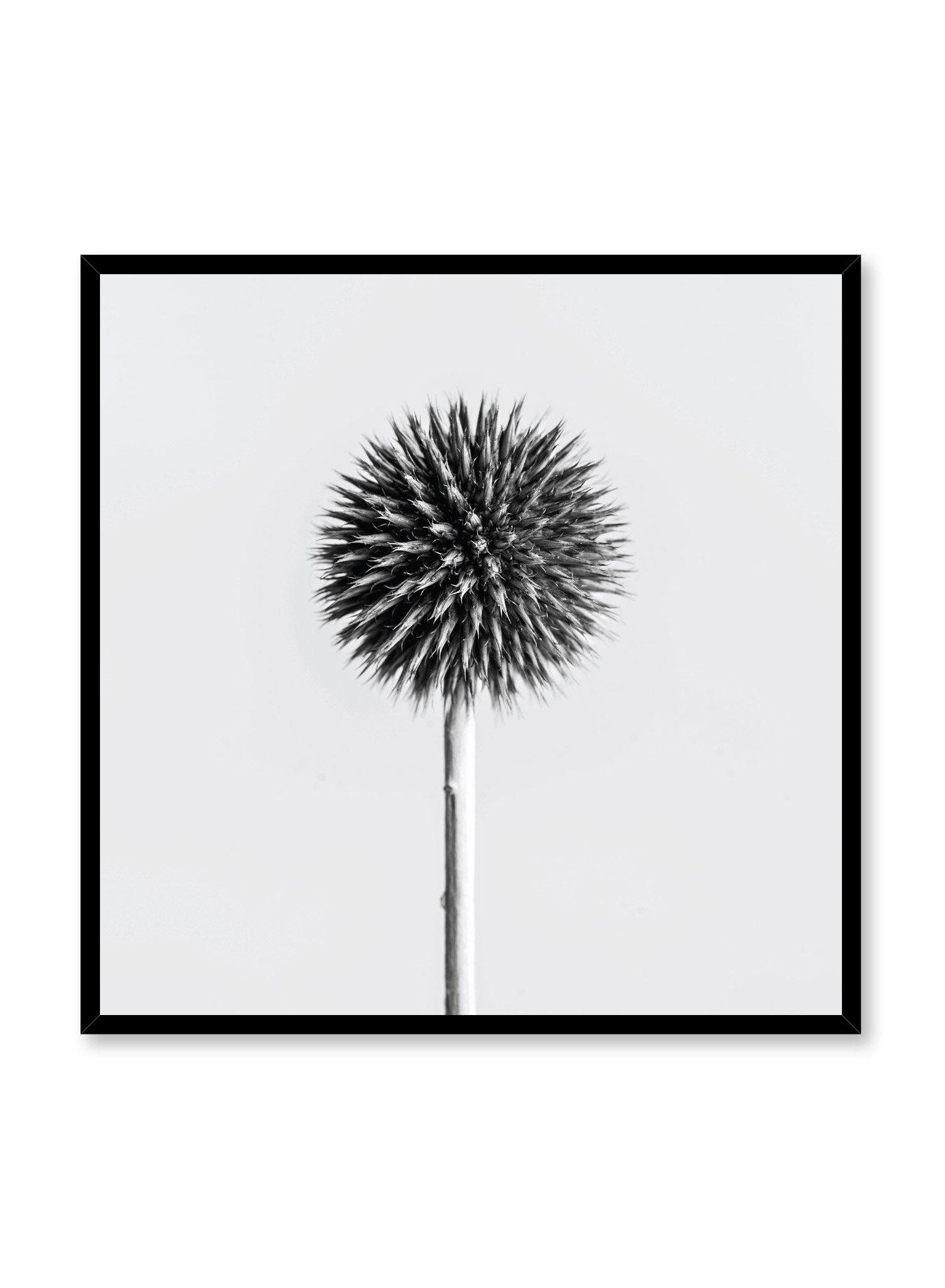 Scandinavian poster by Opposite Wall with Silver Thistle black and white art photo in square format