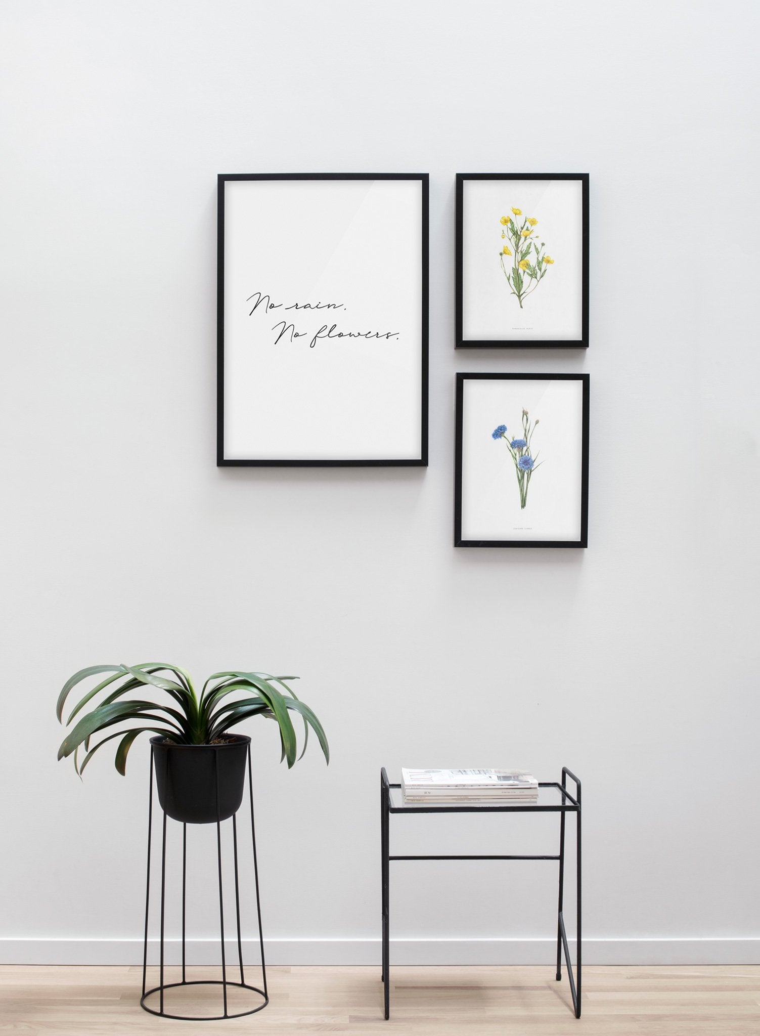 Modern minimalist poster by Opposite Wall with encyclopedic illustration of Centaura Cyanus - living room