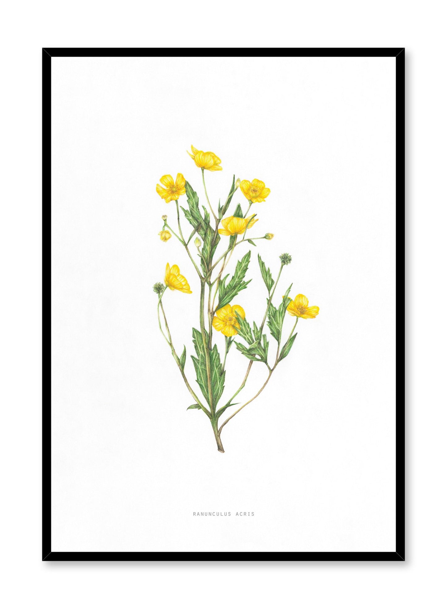 Modern minimalist poster by Opposite Wall with encyclopedic illustration of Ranunculus Acris