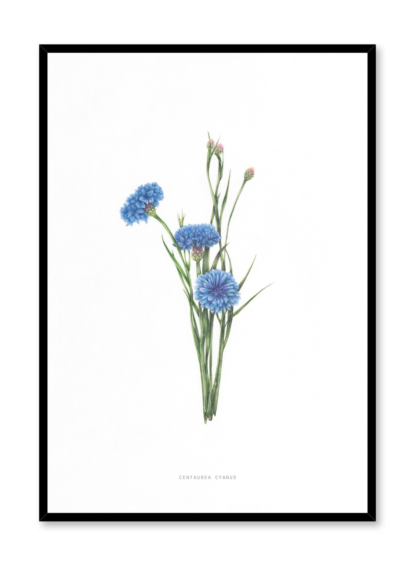 Modern minimalist poster by Opposite Wall with encyclopedic illustration of Centaura Cyanus