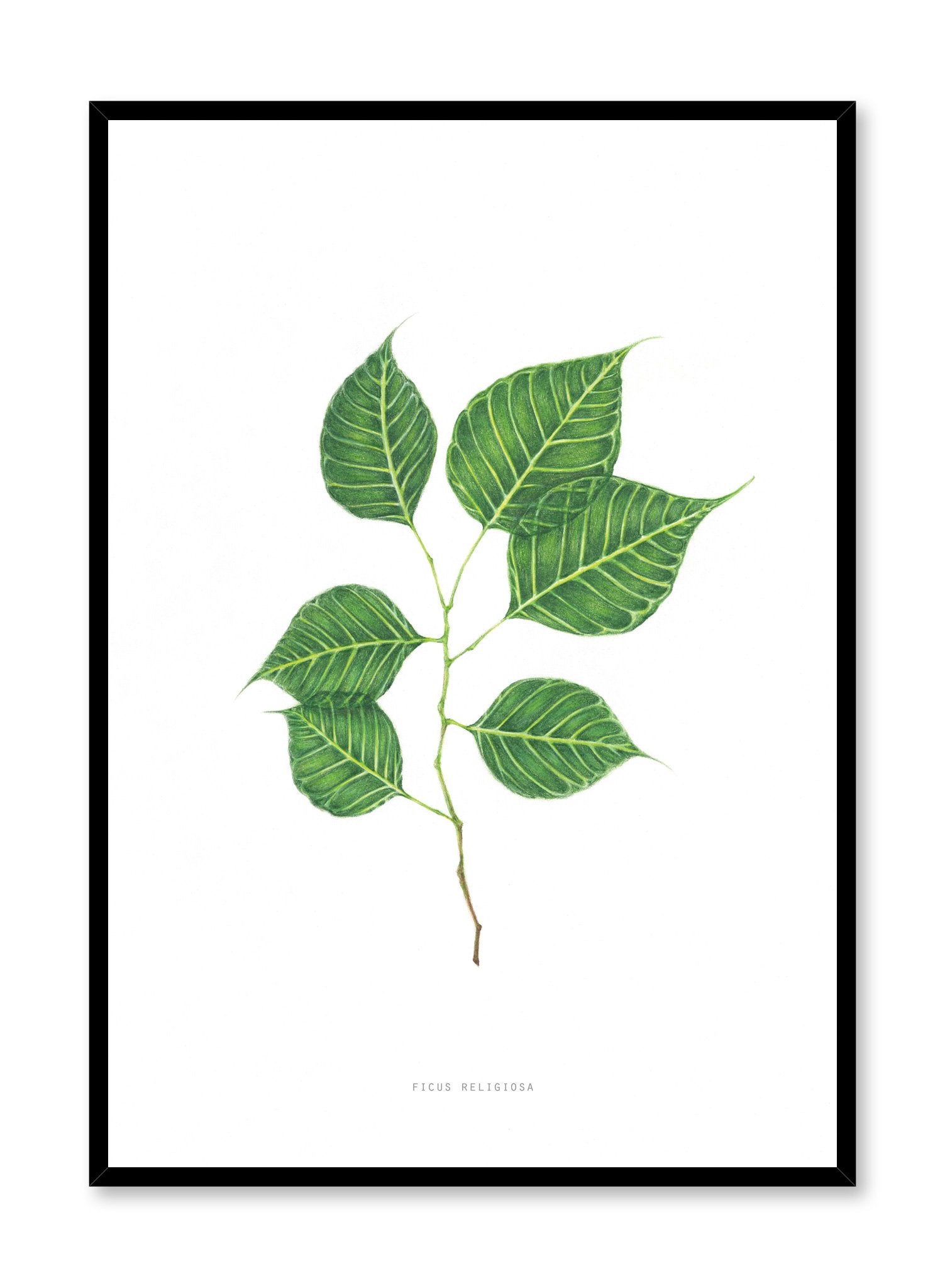 Modern minimalist poster by Opposite Wall with encyclopedic illustration of Ficus Religiosa
