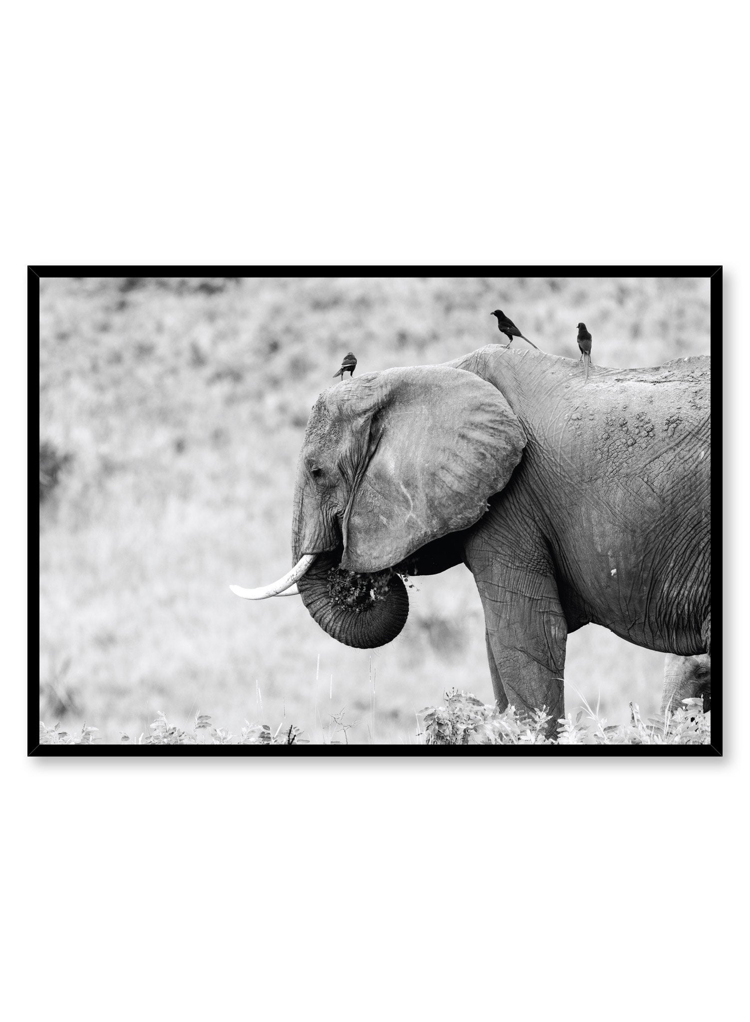 Elephant B&W Photography Poster | Buy Art Prints On Oppositewall.com ...