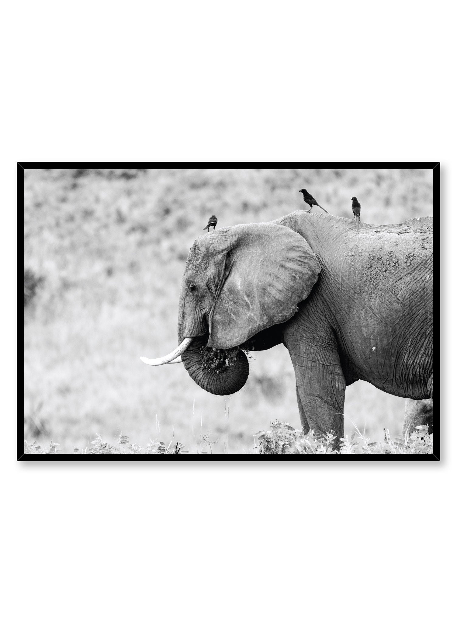 Modern minimalist black and white photo print of elephant by Opposite Wall
