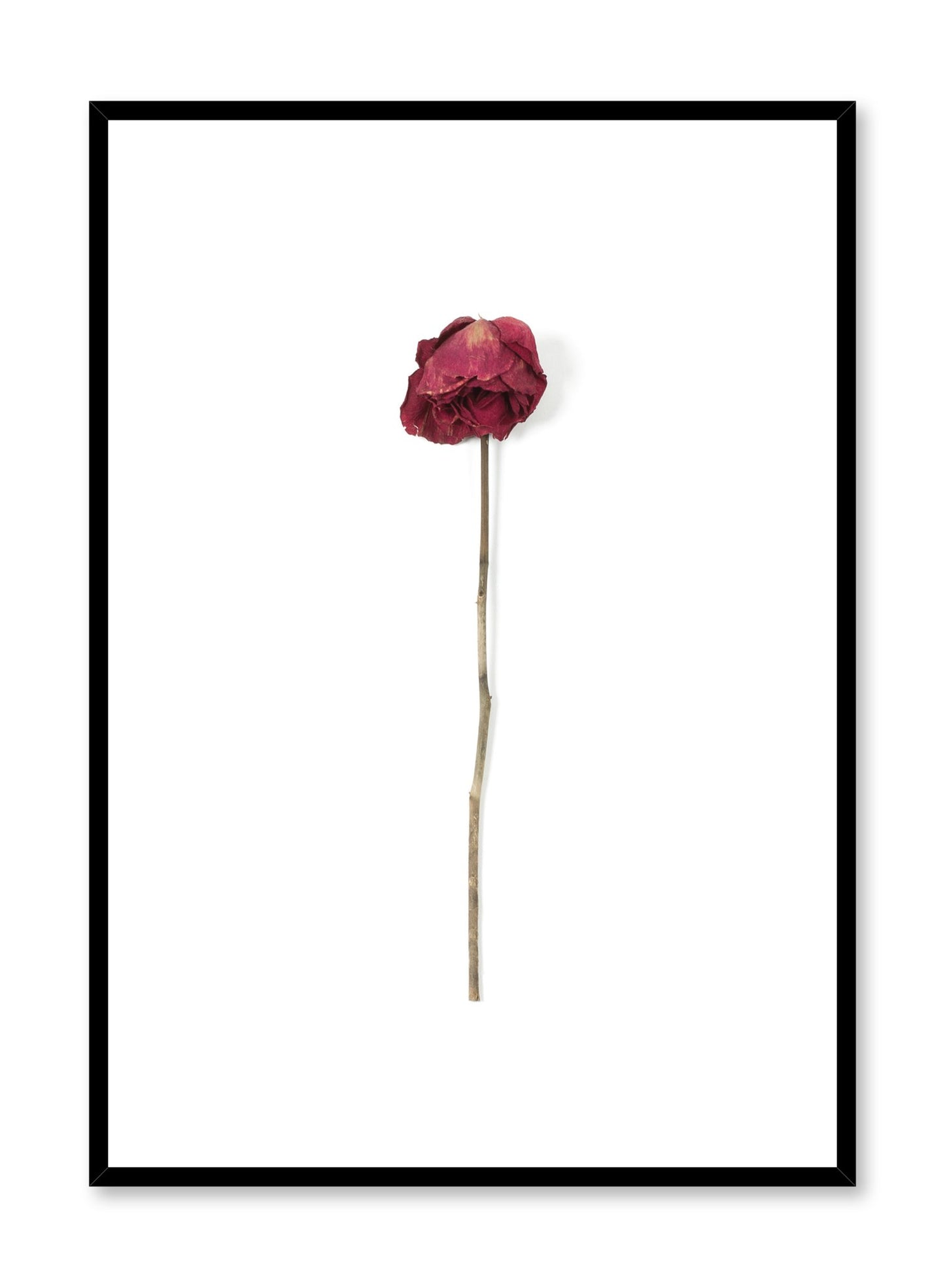 Scandinavian art photo print by Opposite Wall with a dried rose print