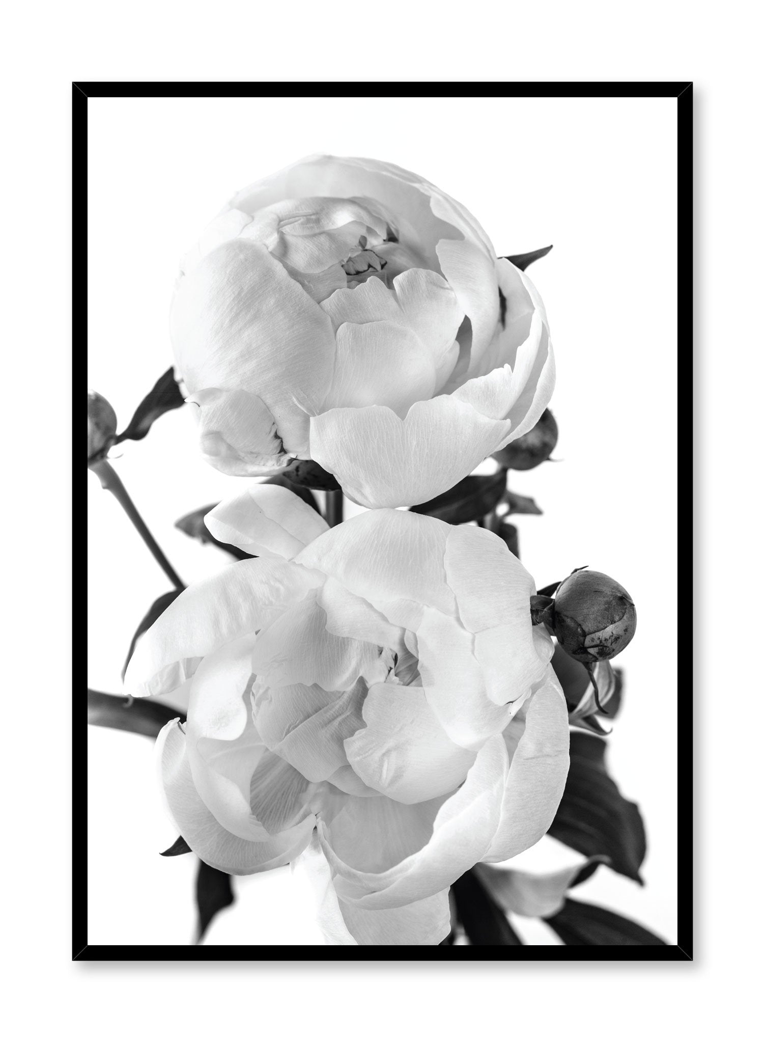 Scandinavian art print by Opposite Wall with delicate peonies Lovers art photography in black and white