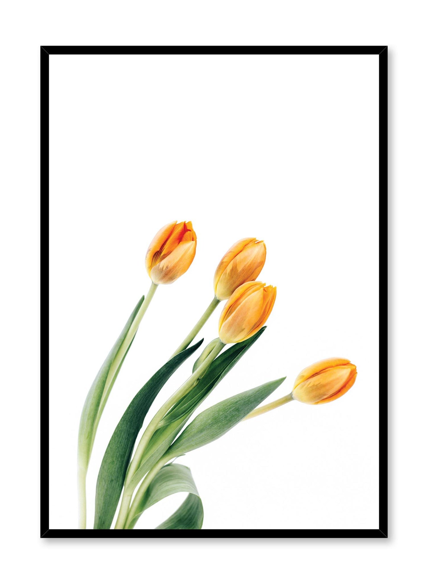 Minimalist wall poster by Opposite Wall with orange tulips bouquet floral photography
