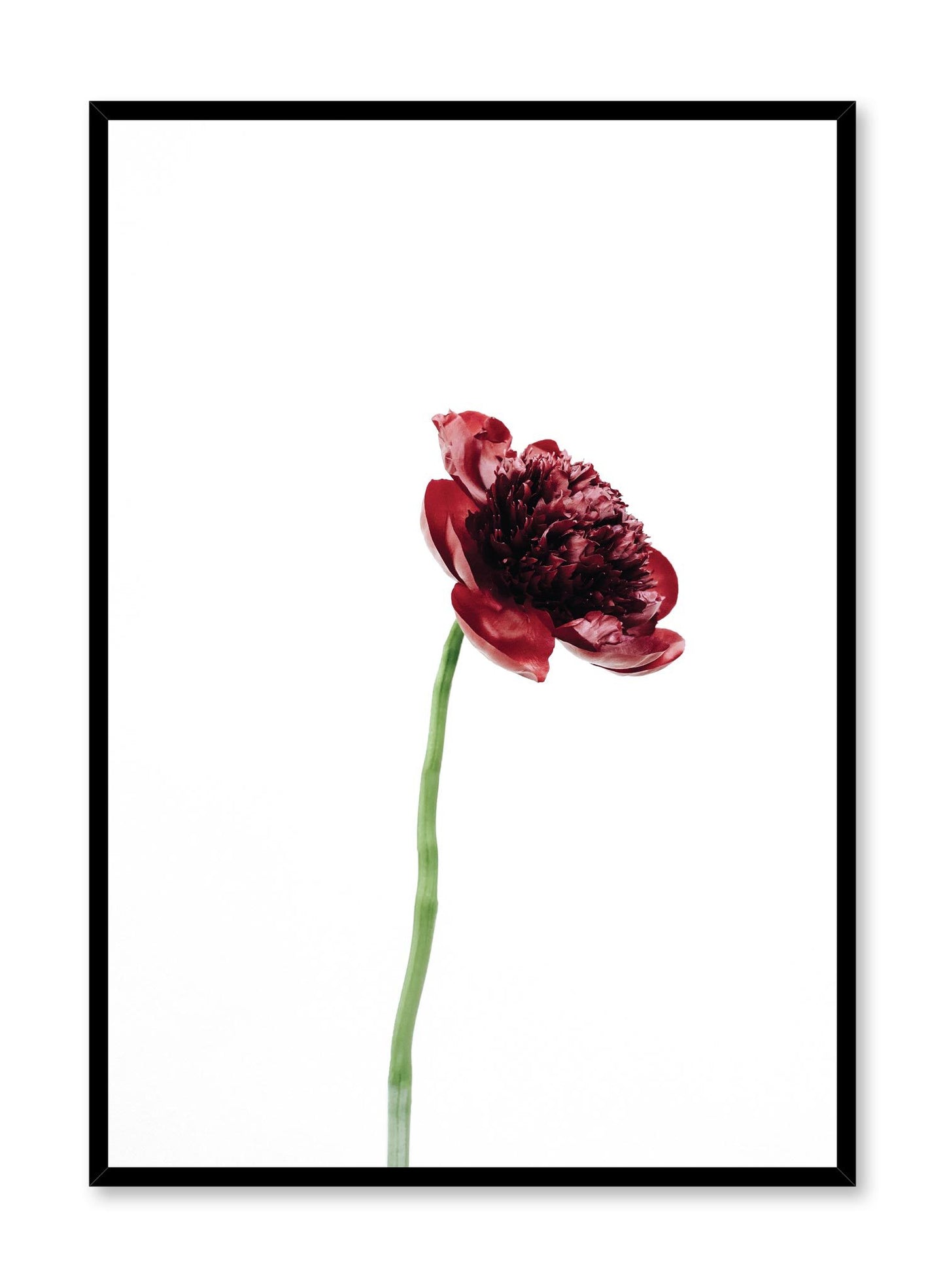Minimalistic wall poster by Opposite Wall with Bold Bloom red peony flower photography