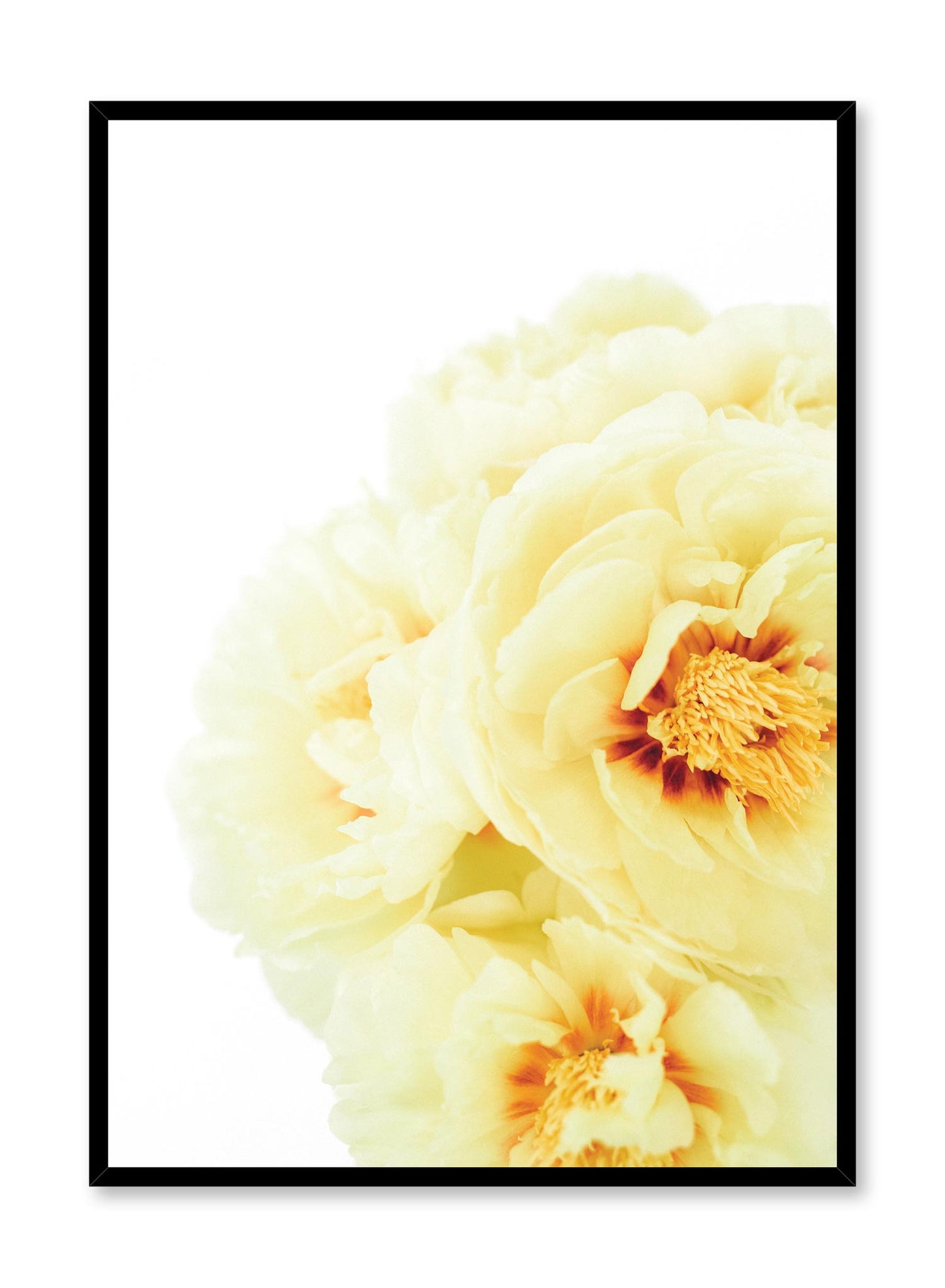 Minimalist wall poster by Opposite Wall with yellow peony bloom floral photography