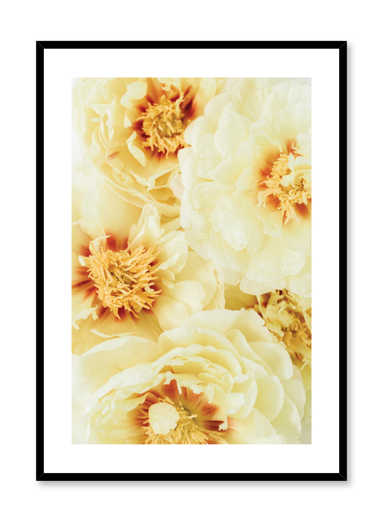 Minimalistic wall poster by Opposite Wall with yellow peonies Sunshine floral photography