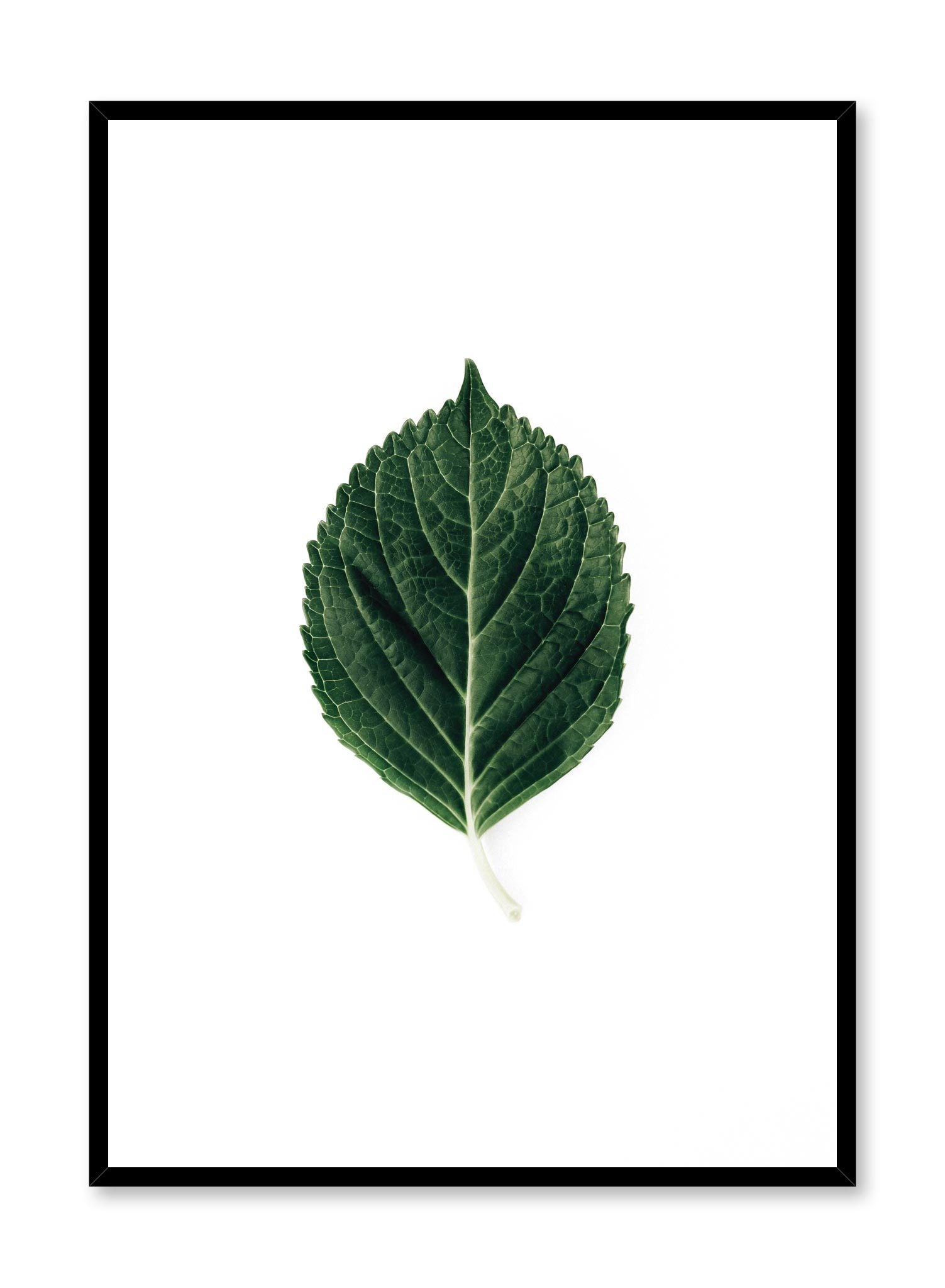 Minimalistic wall poster by Opposite Wall with lone leaf botanical photography