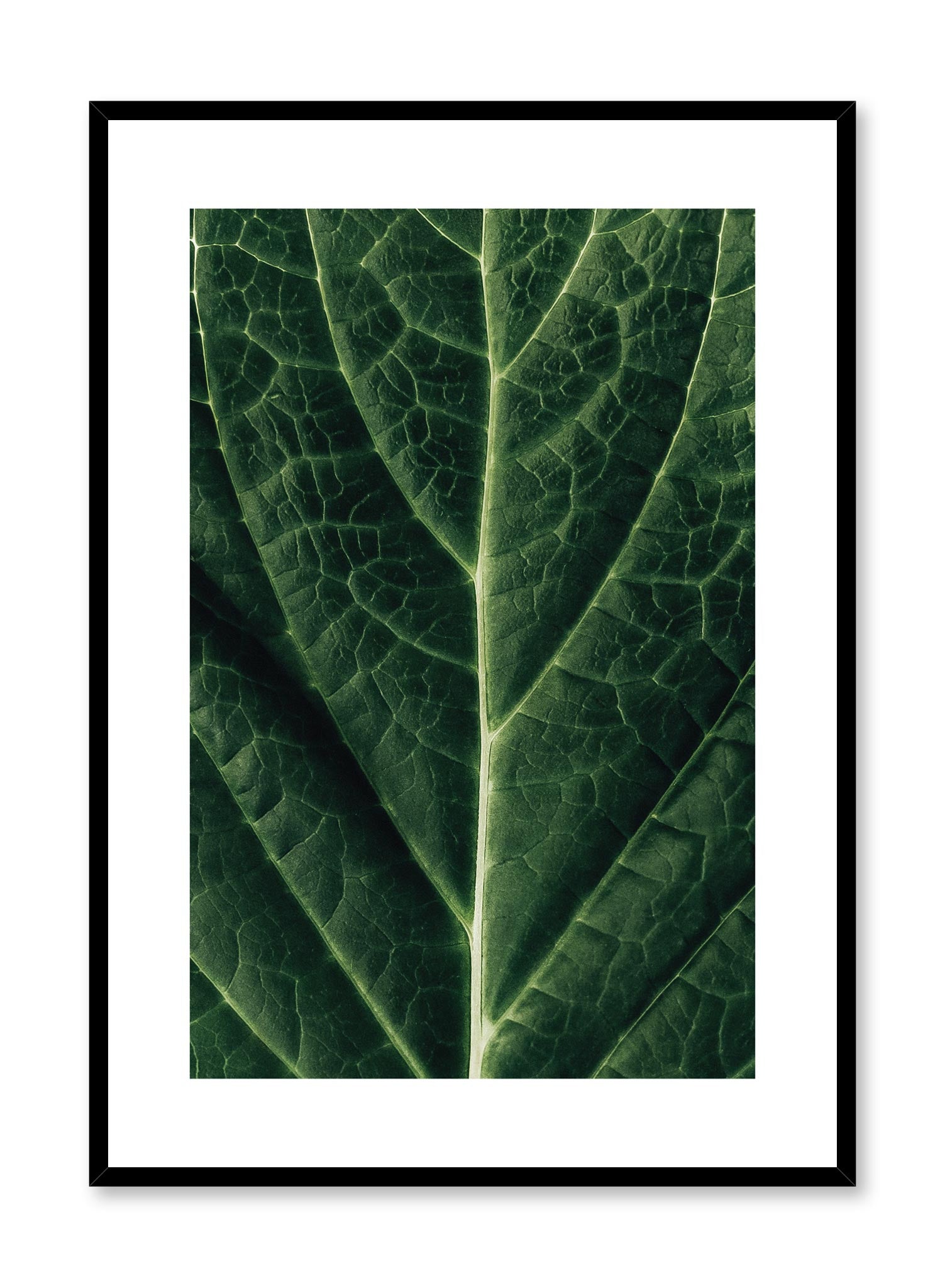 Minimalistic wall poster by Opposite Wall with detailed leaf photography