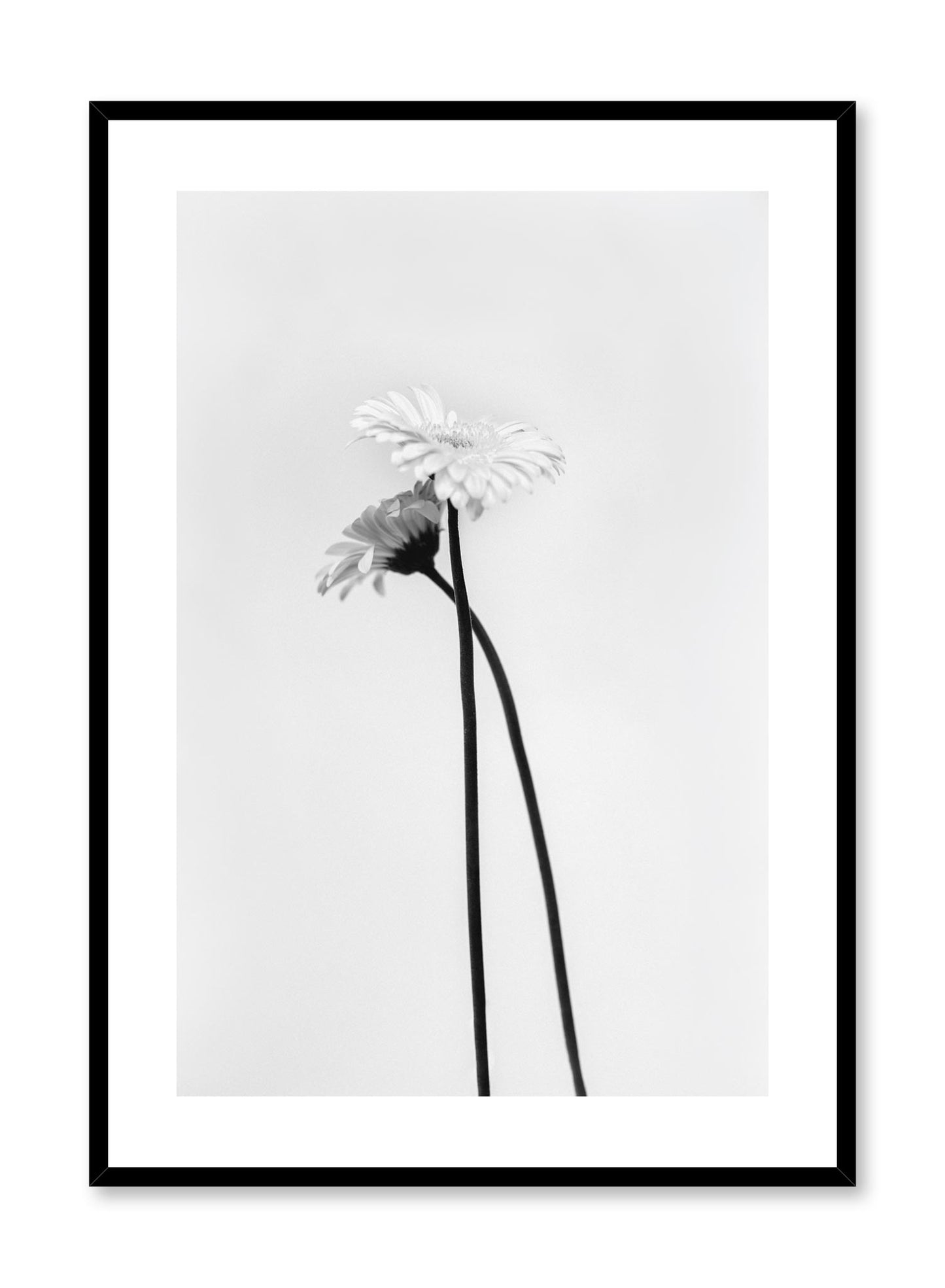Minimalistic wall poster by Opposite Wall with Black & White Gerbera flower photography