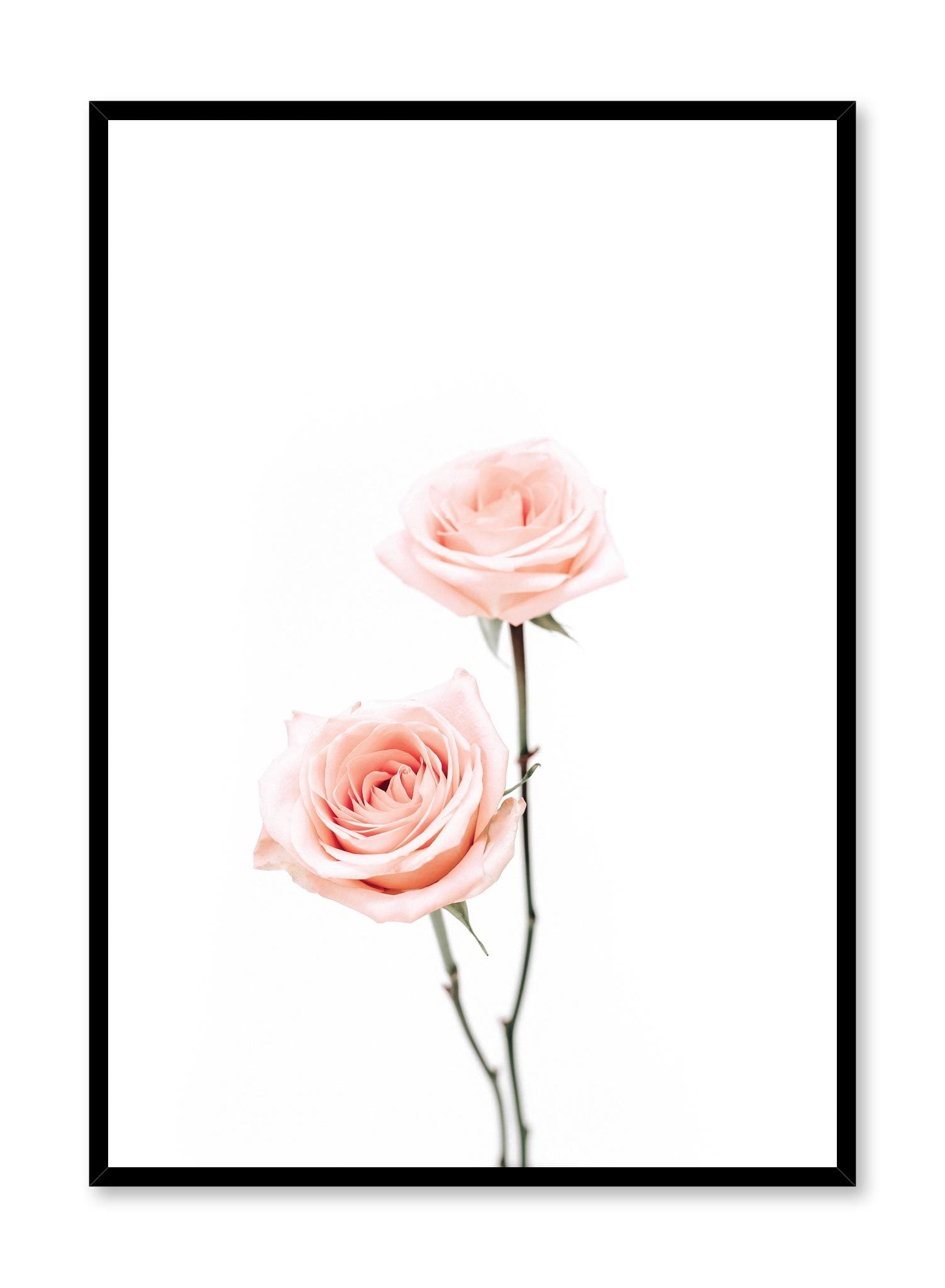 Minimalistic wall poster by Opposite Wall with pink roses floral photography