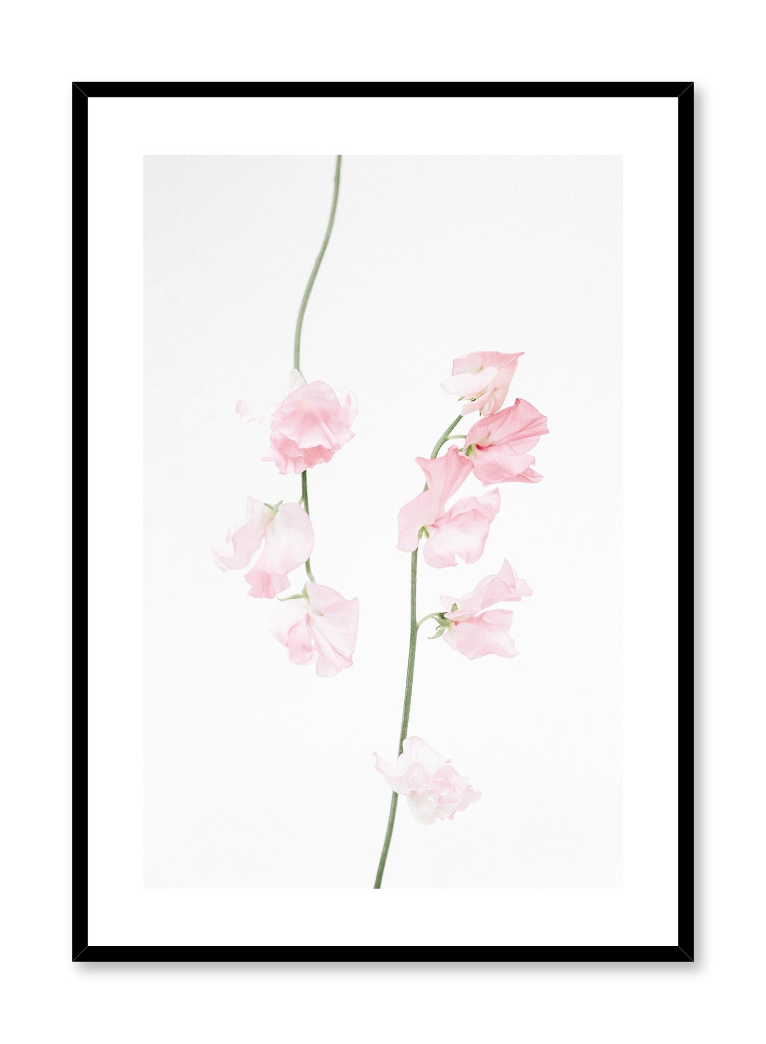 Minimalistic wall poster by Opposite Wall with dusty pink sweet pea floral photography