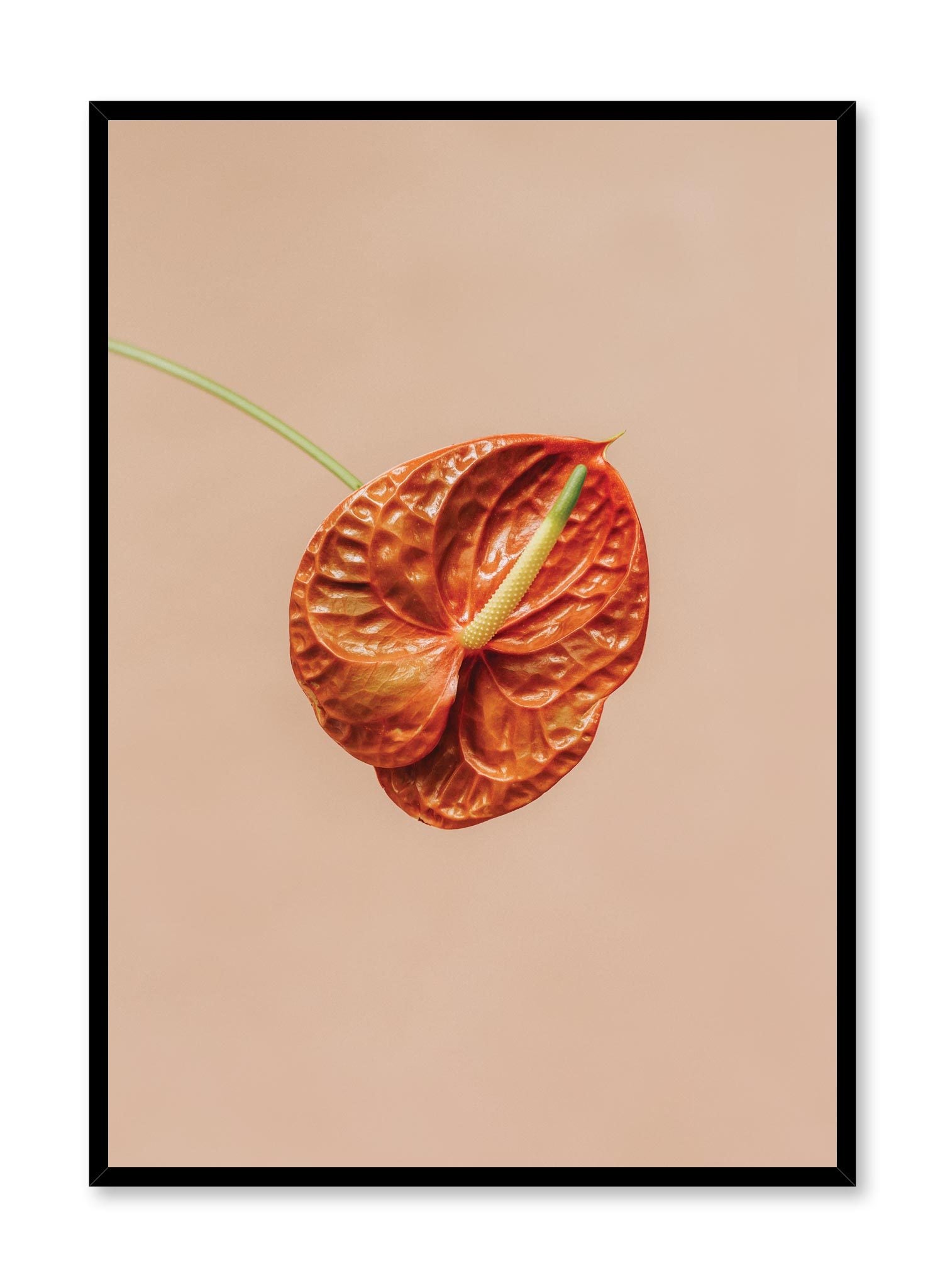 Minimalistic wall photography by Opposite Wall with orange Anthurium botanical photography