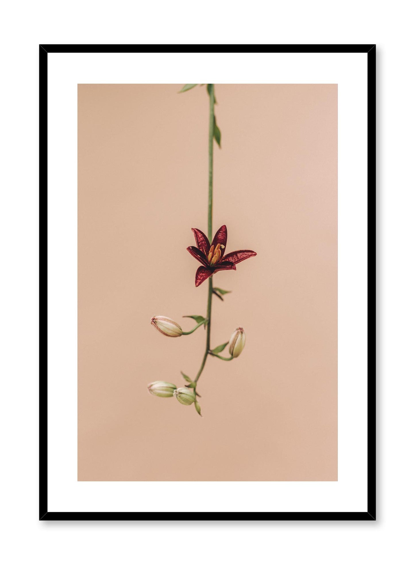 Minimalistic wall poster by Opposite Wall with Flower Drop floral photography