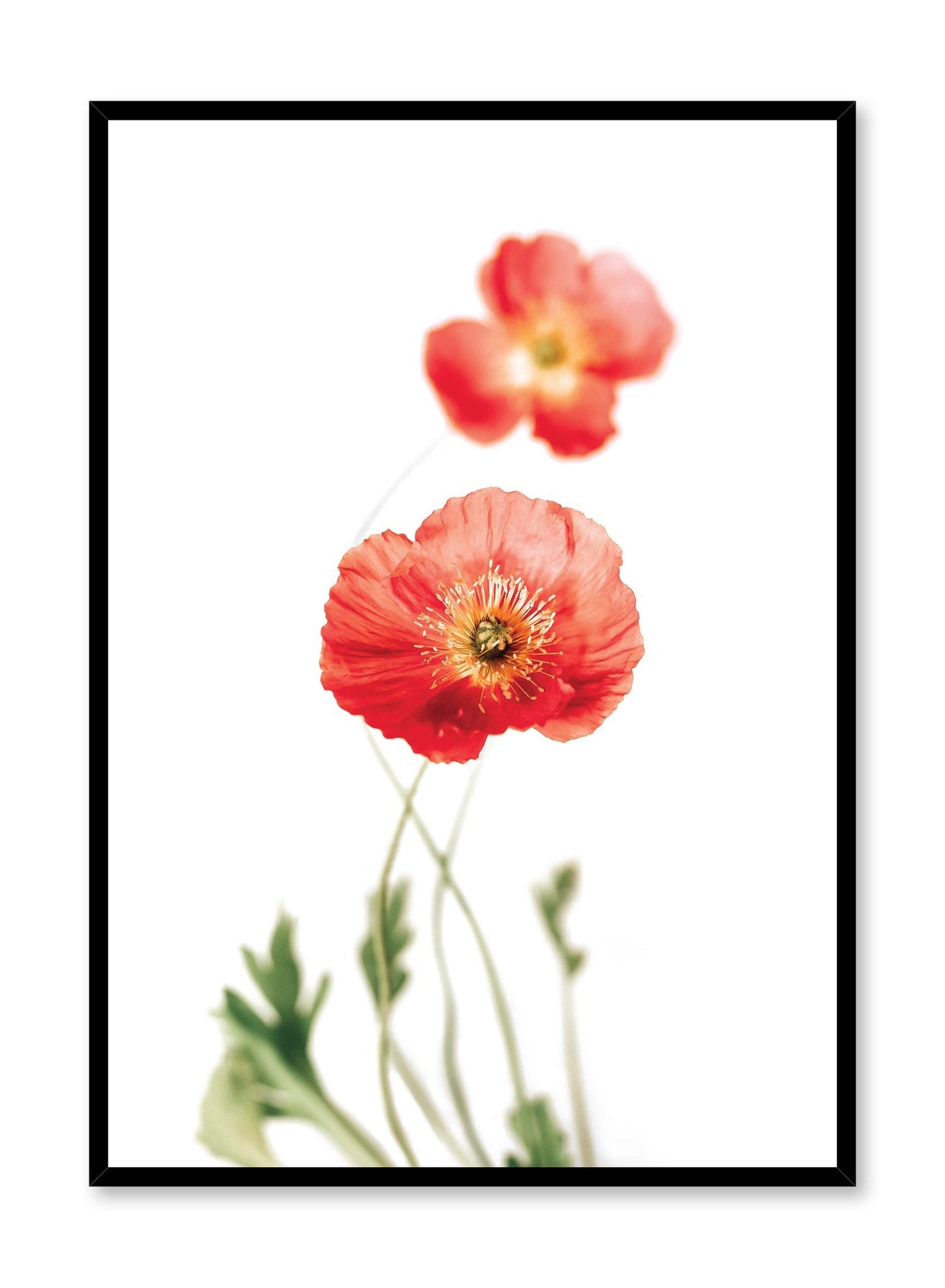 Minimalistic wall poster by Opposite Wall with Poppies floral photography