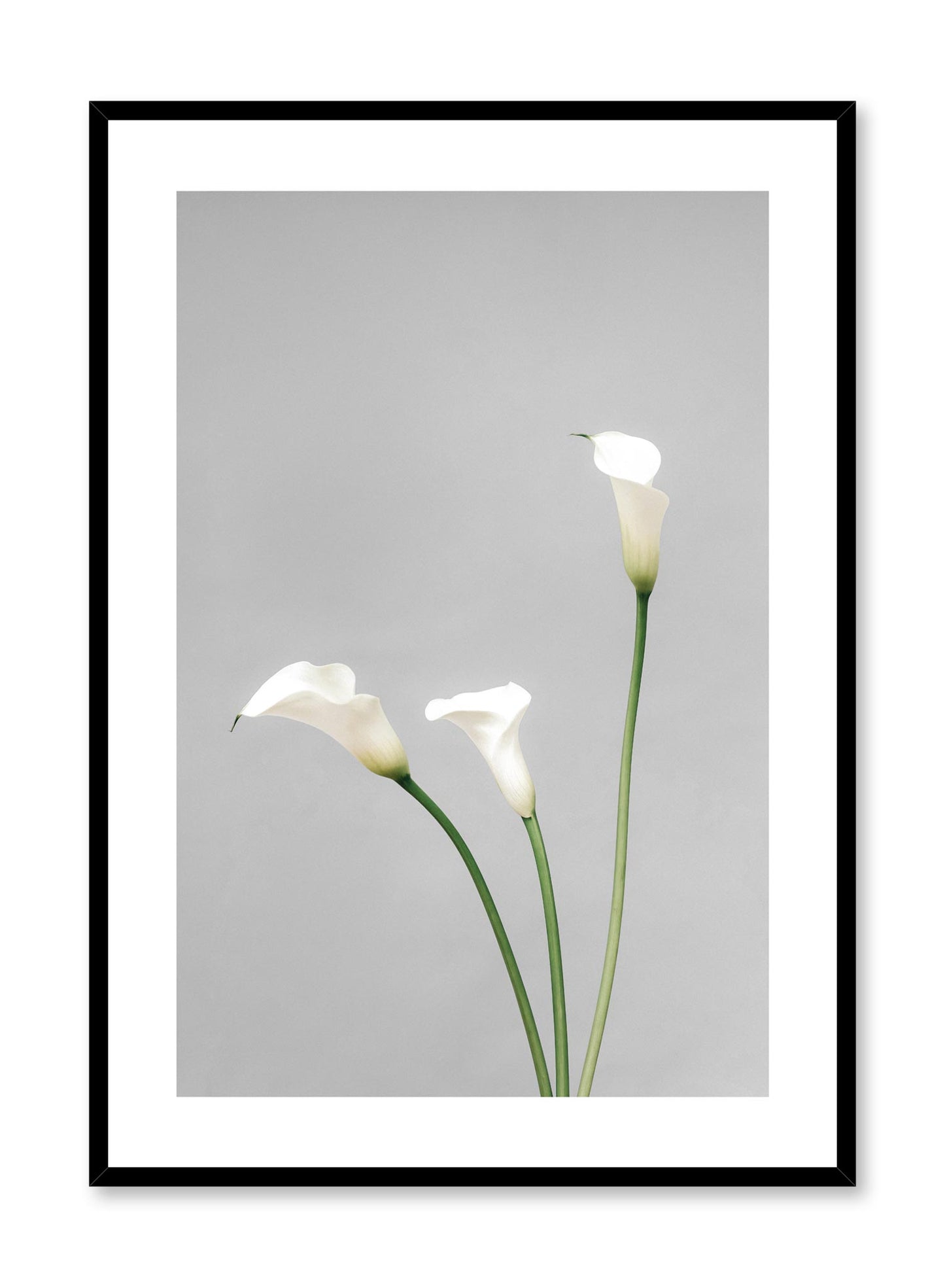 Minimalistic wall poster by Opposite Wall with white Calla Lily flower photography
