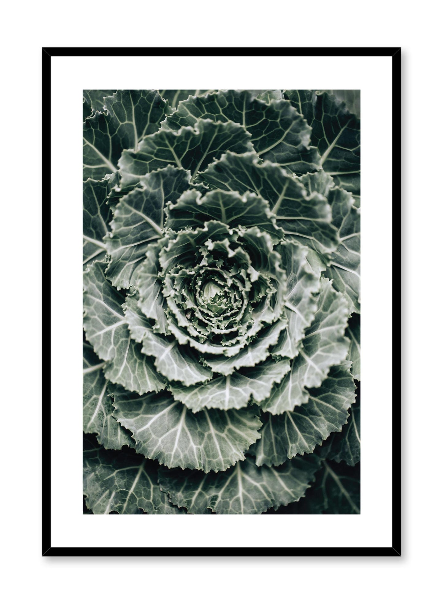 Minimalistic wall poster by Opposite Wall with ornamental cabbage botanical photography