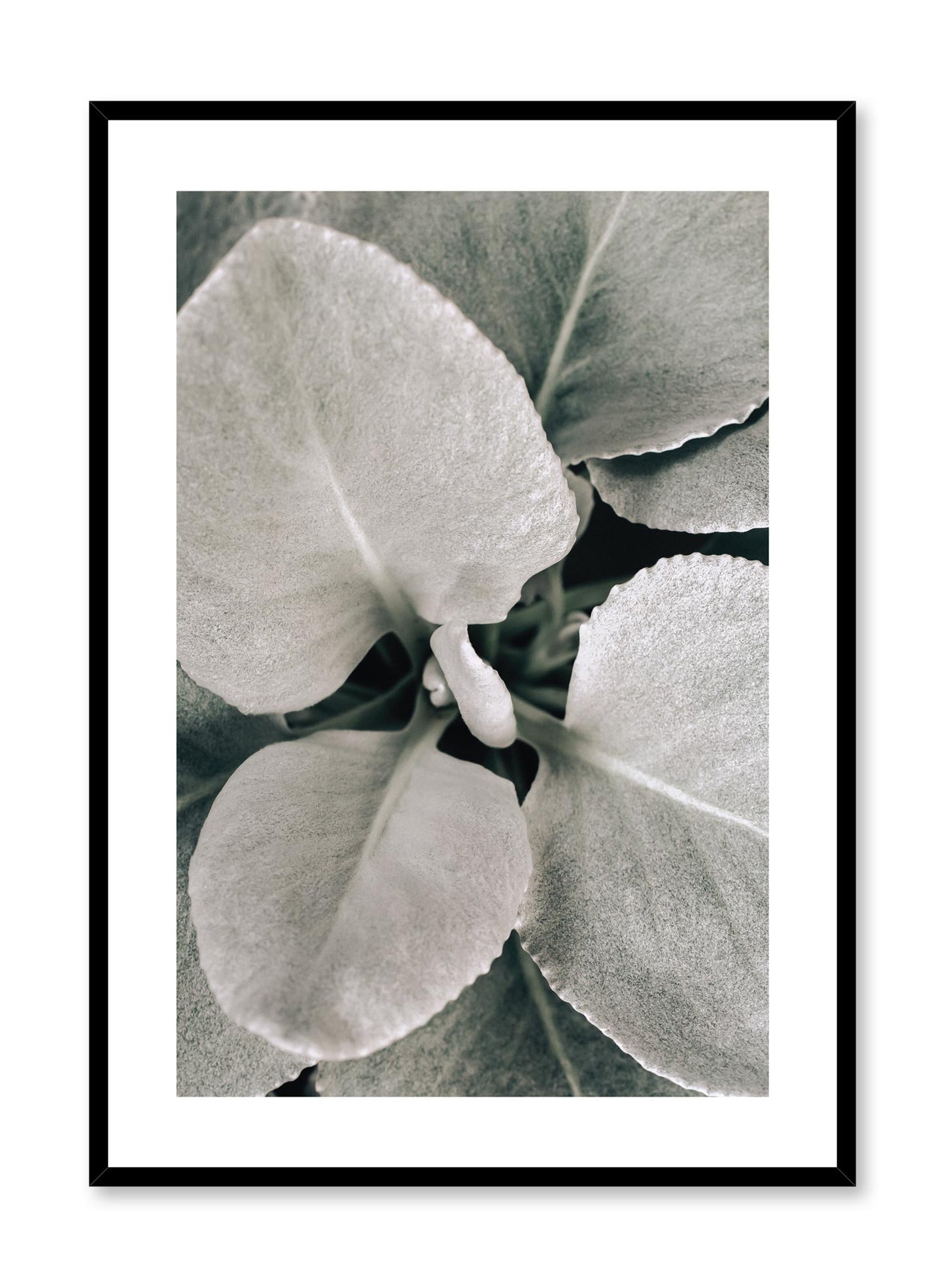 Minimalistic wall poster by Opposite Wall with dusted leaves botanical photography