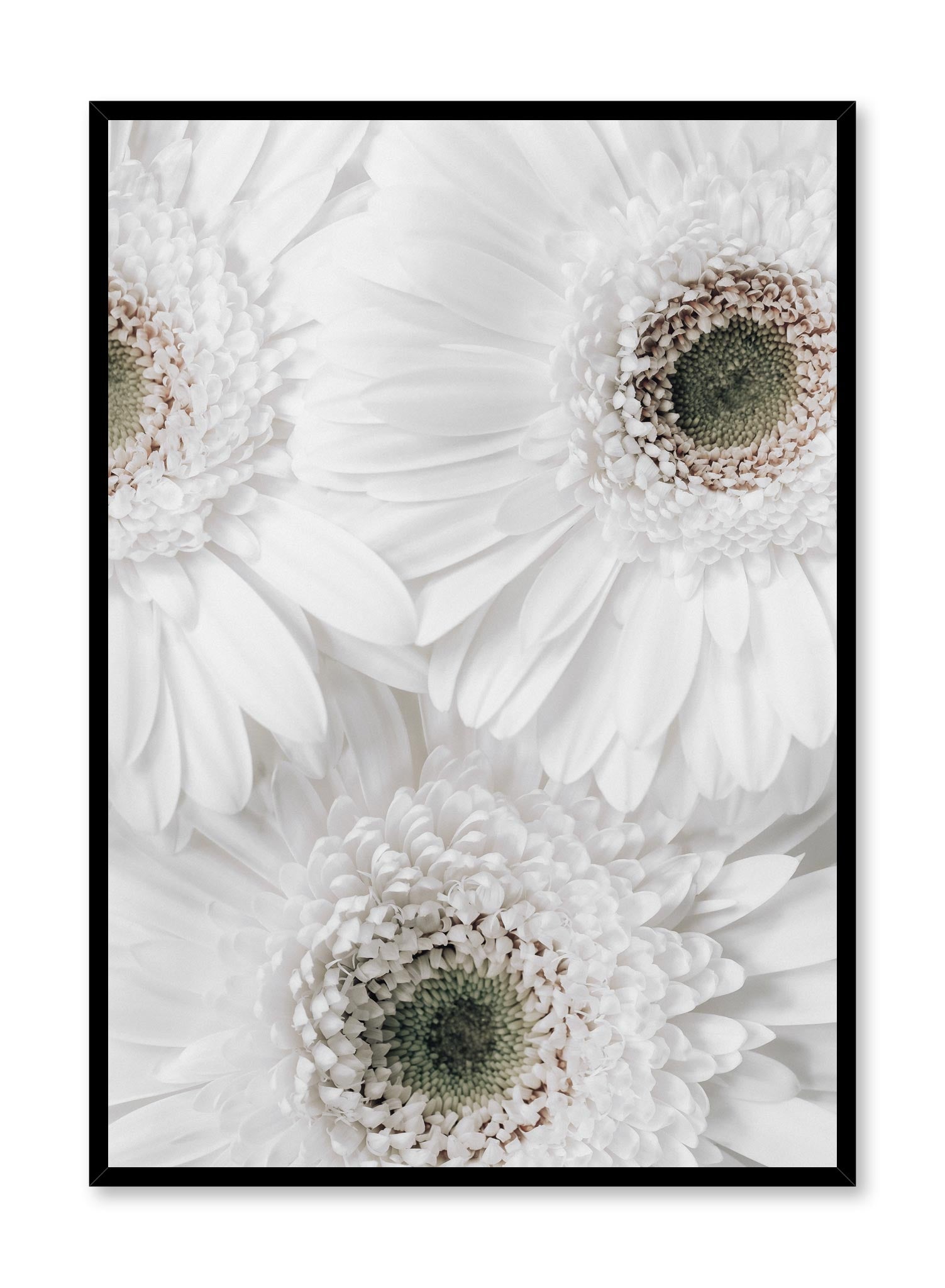 Minimalist wall poster by Opposite Wall with White Daisy flower photography
