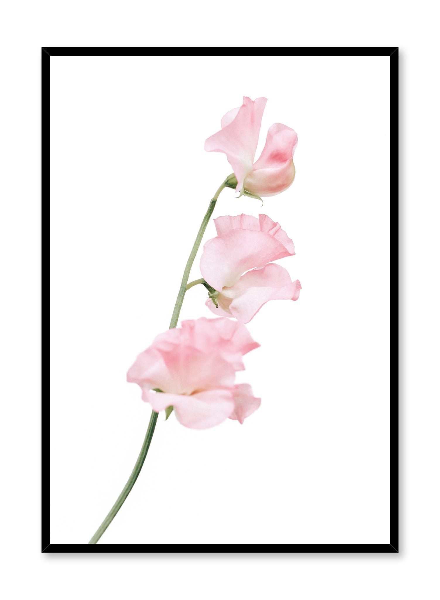 Minimalistic wall poster by Opposite Wall with silken petals floral photography