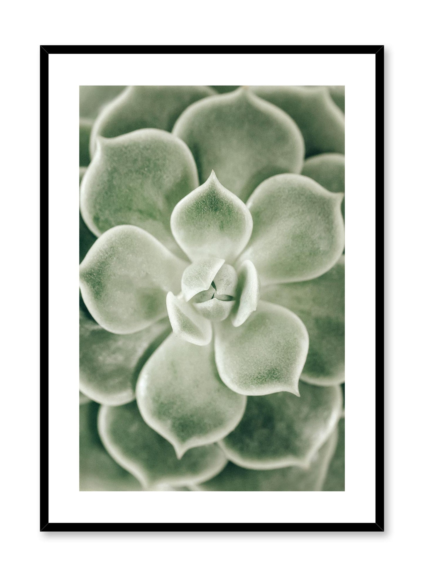 Minimalistic wall poster by Opposite Wall with Echeveria succulent botanical photography
