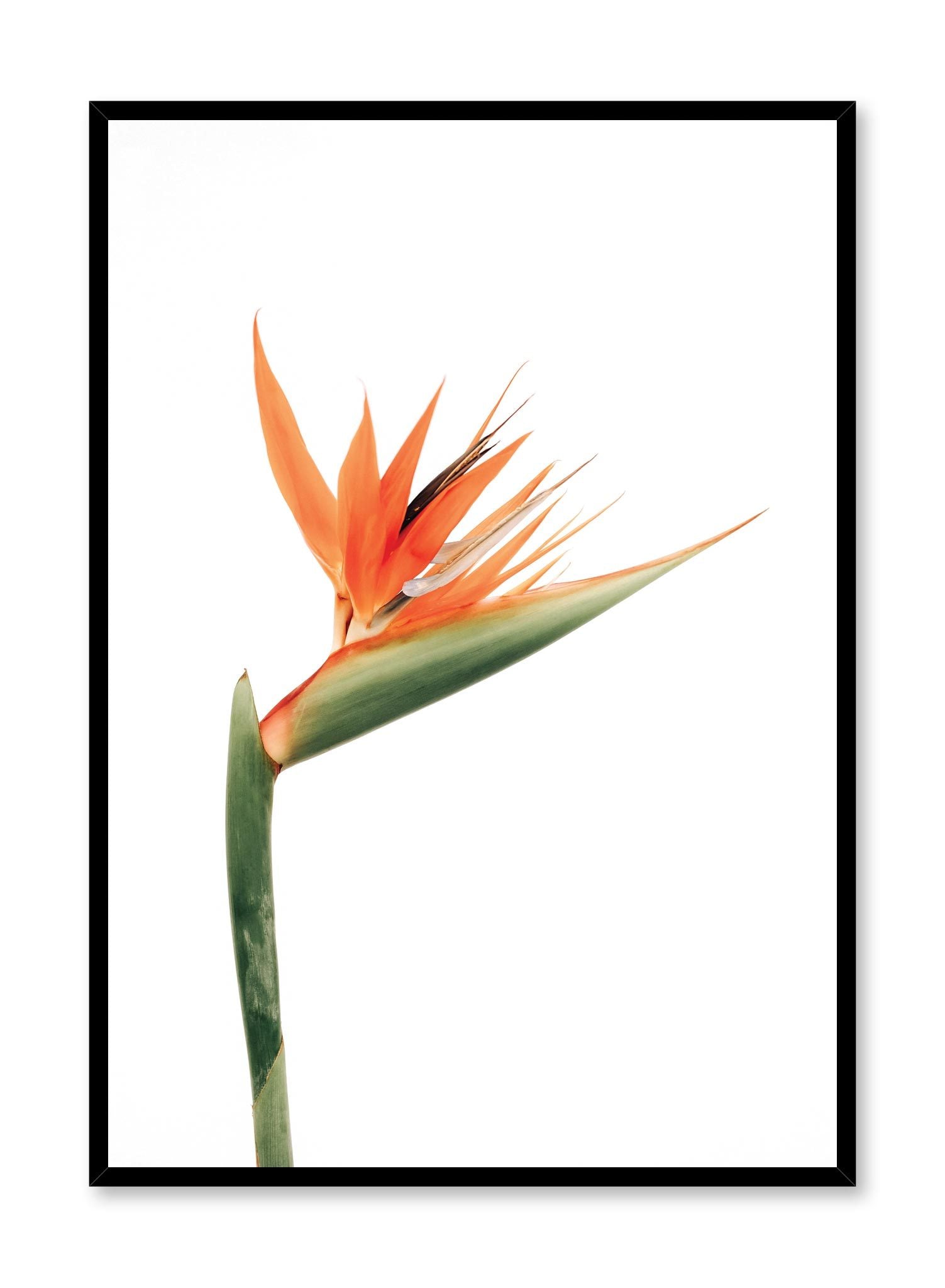 Minimalistic wall poster by Opposite Wall with Bird of Paradise flower photography