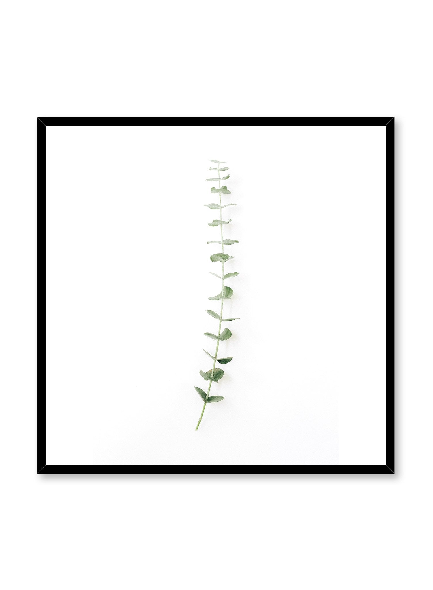 Minimalistic wall poster by Opposite Wall with eucalyptus stem photography