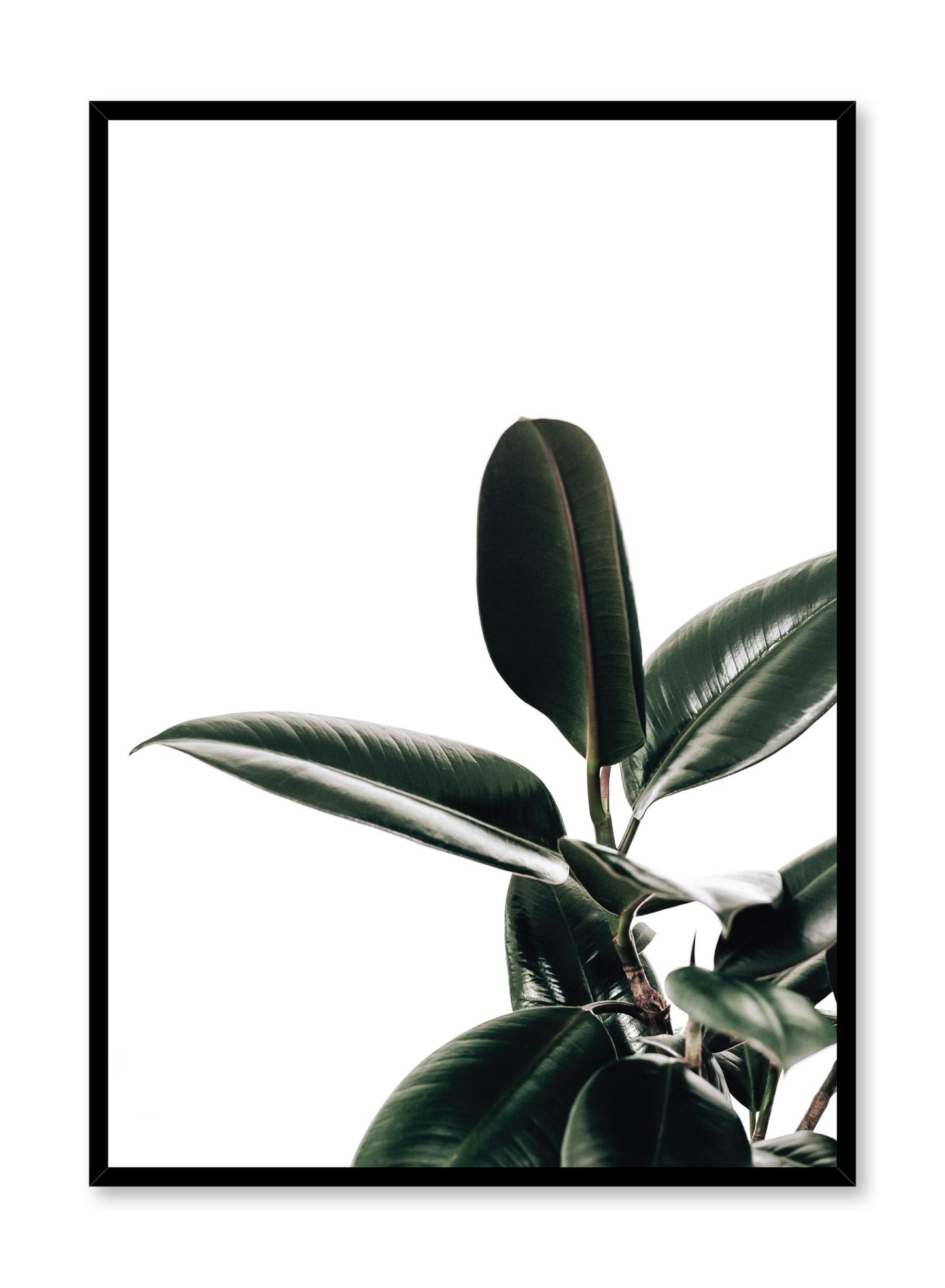Minimalistic wall poster by Opposite Wall with rubber tree botanical photography