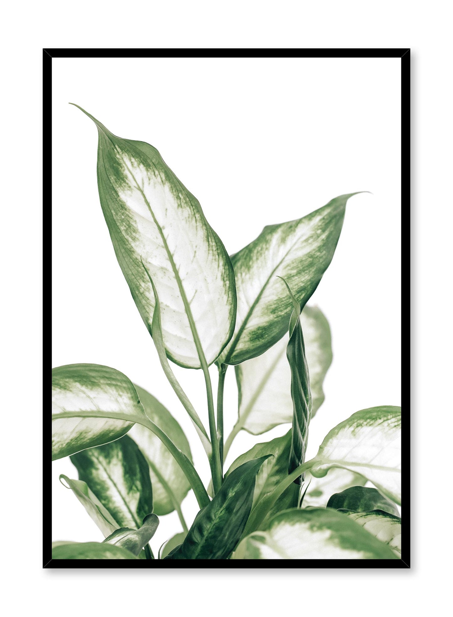 Minimalistic wall poster by Opposite Wall with leopard lily botanical photography
