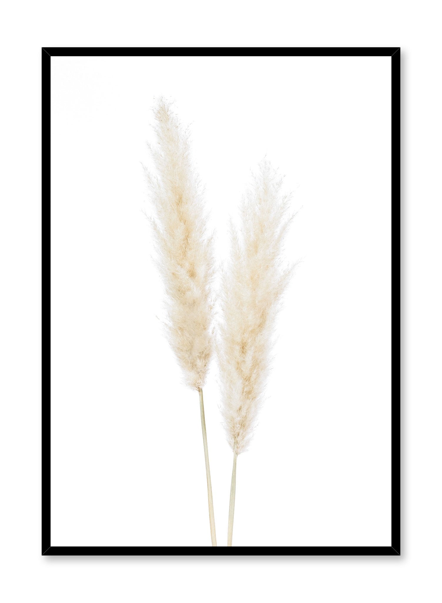 Grasses Botanical Photography Poster | Buy prints at Opposite Wall