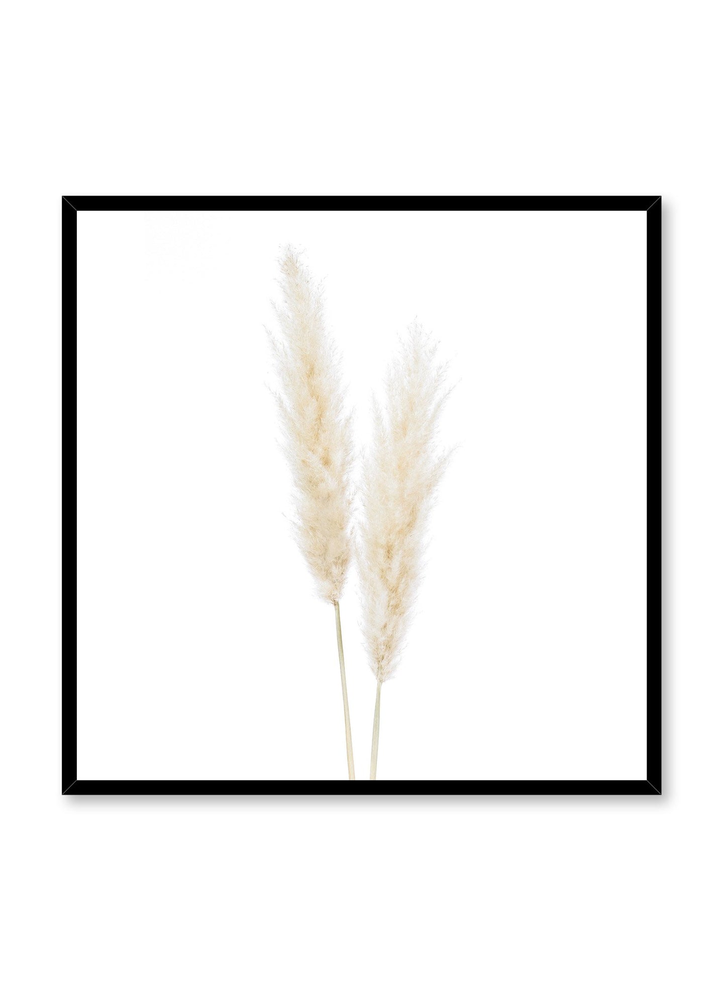 Minimalistic wall poster by Opposite Wall with grasses botanical photography in square format