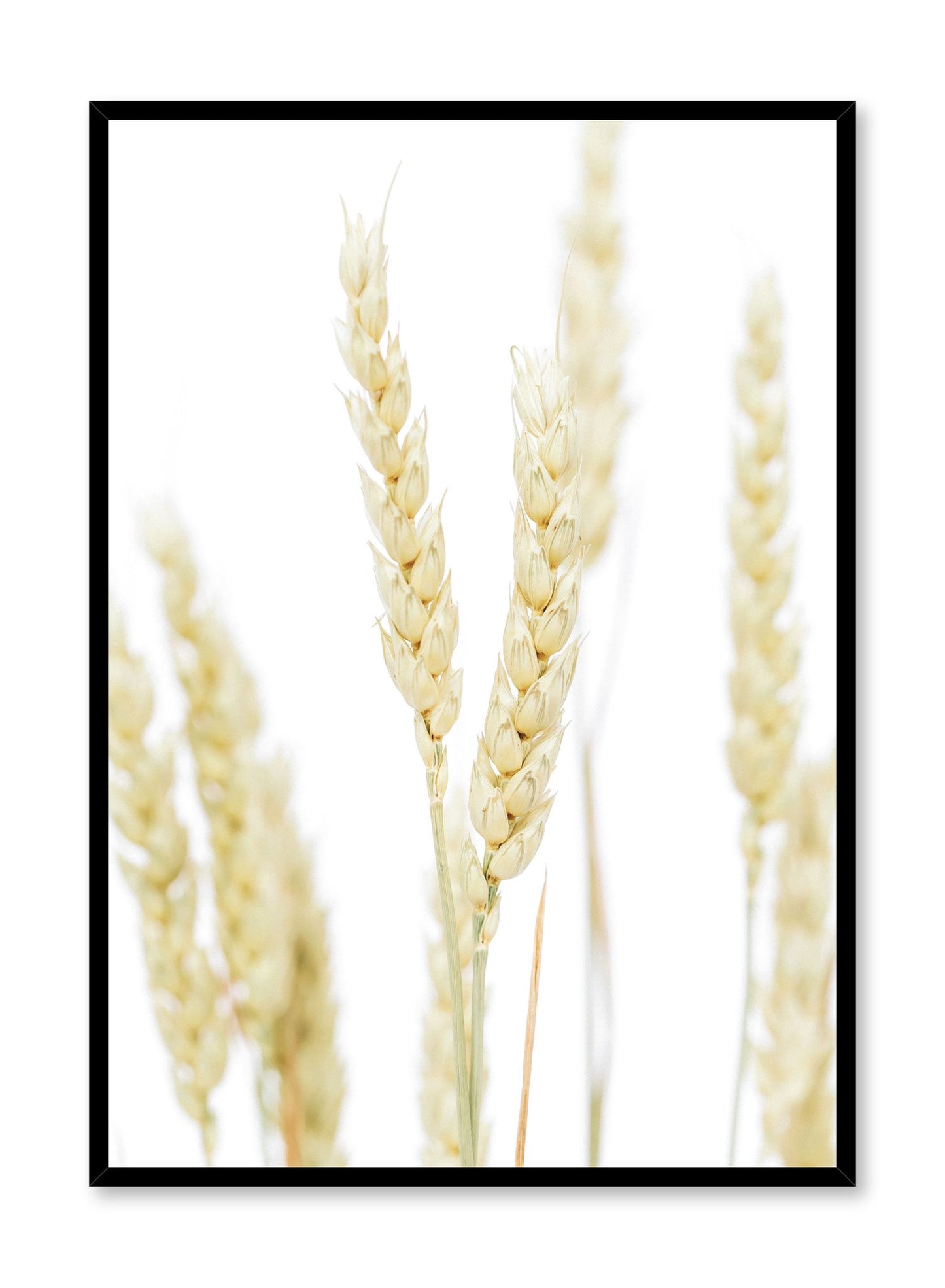 Minimalist wall poster by Opposite Wall with wheat botanical photography