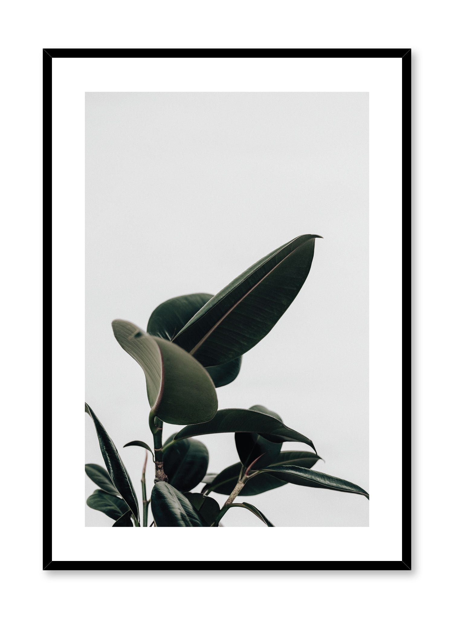 Minimalistic wall poster by Opposite Wall with Ficus rubber elastica botanical photography