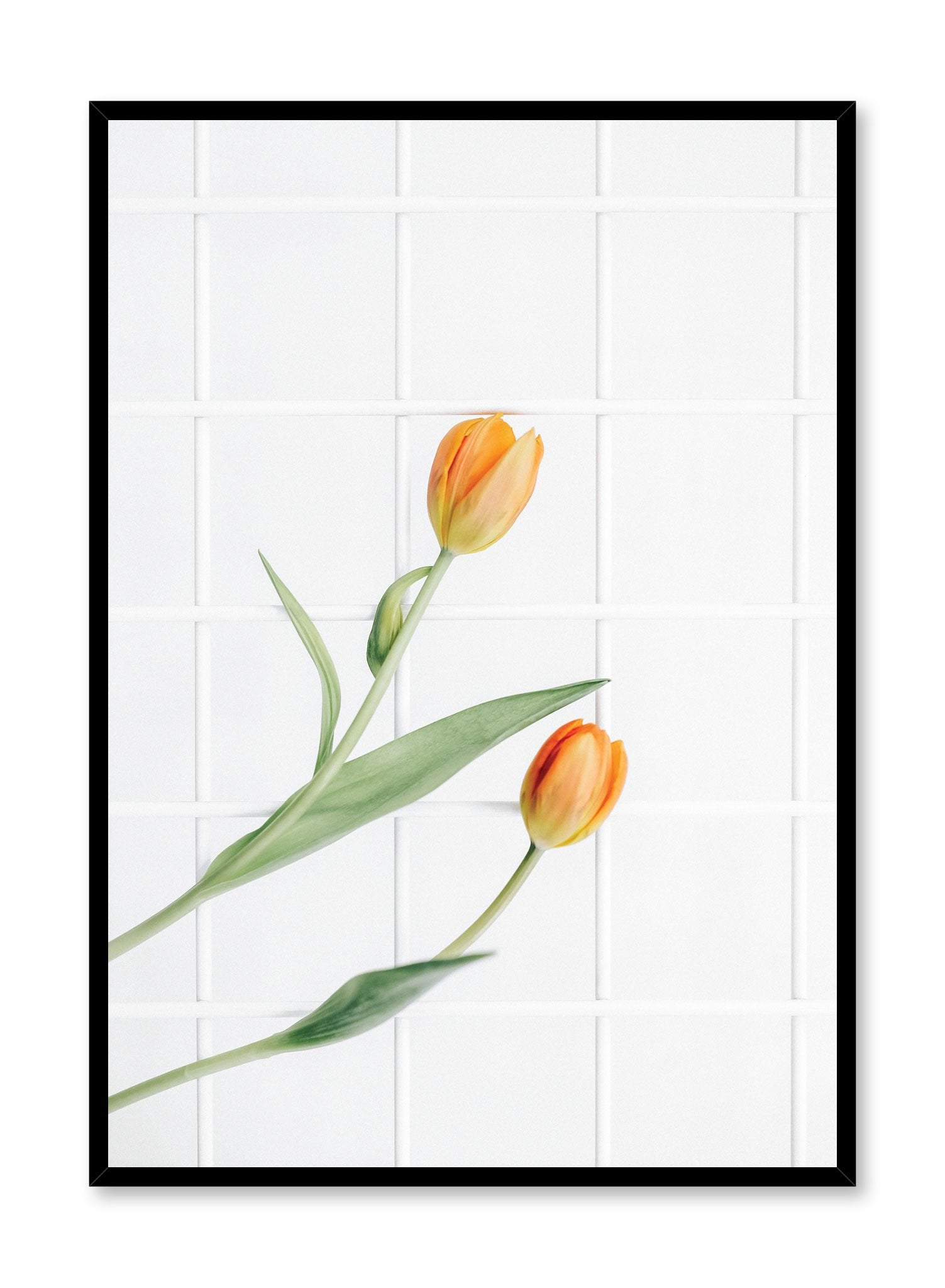 Minimalist wall poster by Opposite Wall with Tulips in Arabesque floral photography