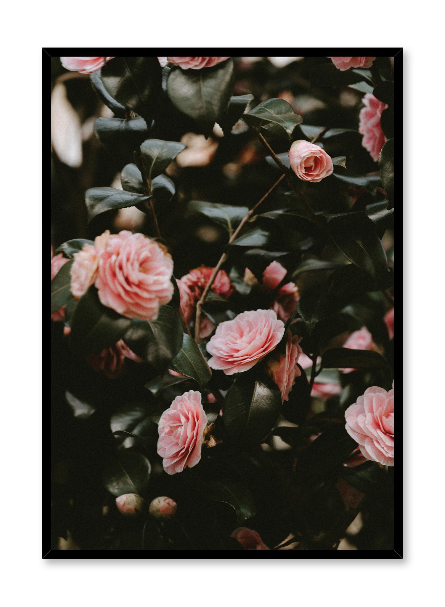 Minimalist design poster by Opposite Wall with Pink Rosebush floral photography