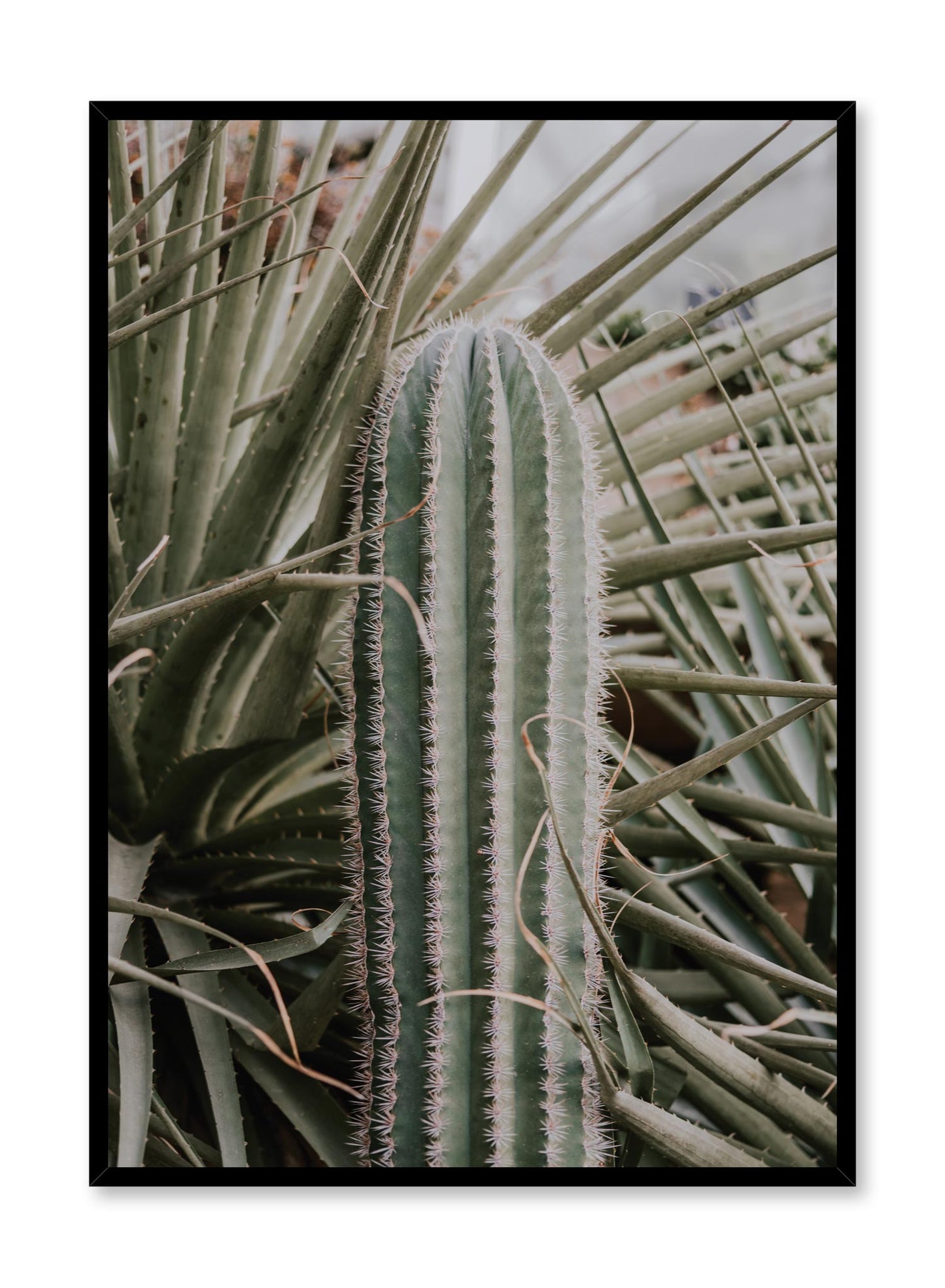 Minimalist design poster by Opposite Wall with Cactus in nature botanical photography