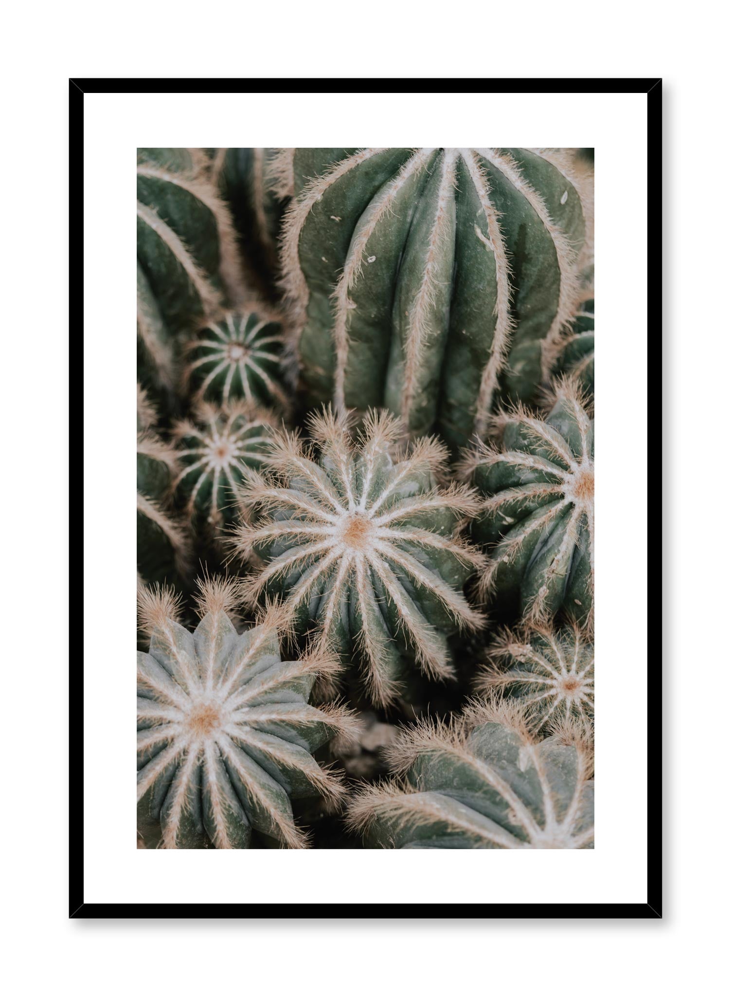 Minimalist design poster by Opposite Wall with Cacti botanical photography