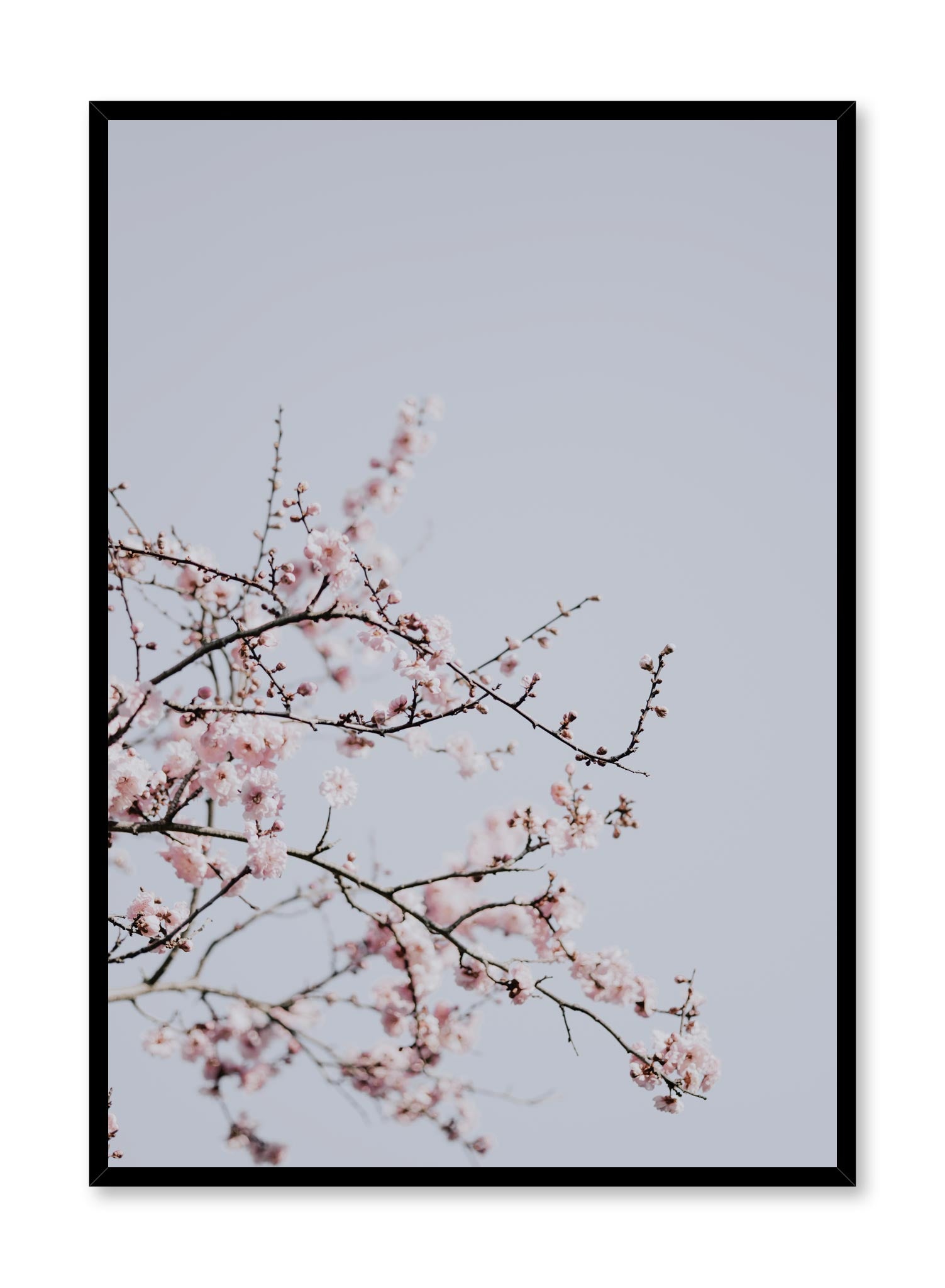 Minimalist design poster by Opposite Wall with Cherry Blossom floral photography