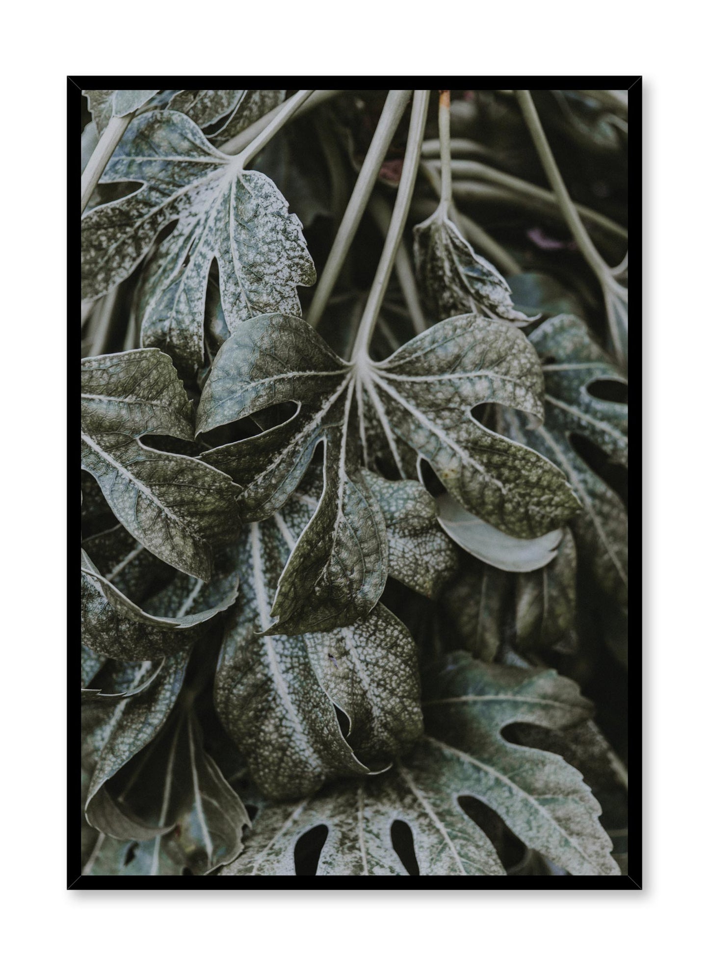 Minimalist design poster by Opposite Wall with Ageing Beauties leaf botanical photography
