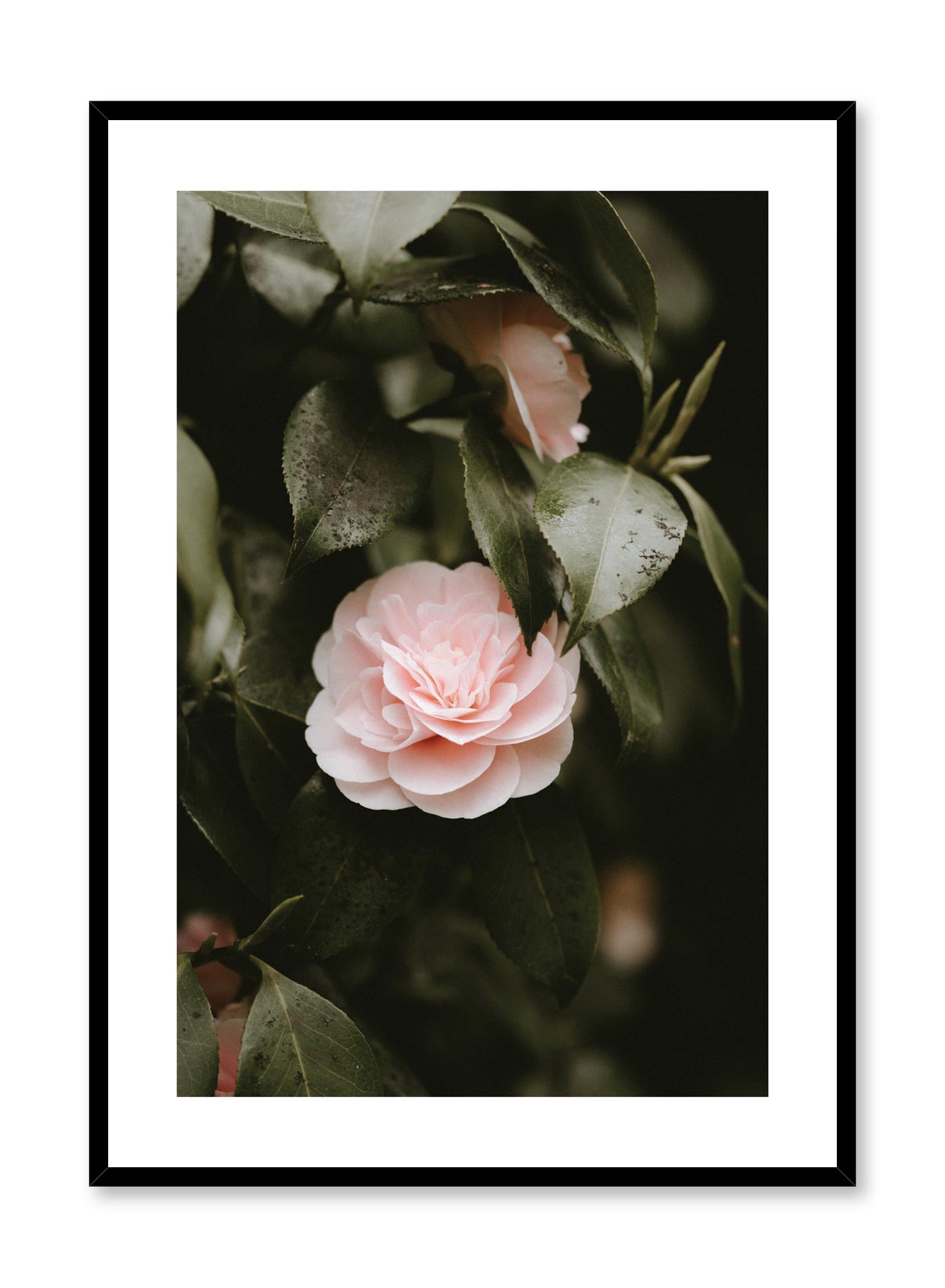 Minimalist design poster by Opposite Wall with Purity floral photography