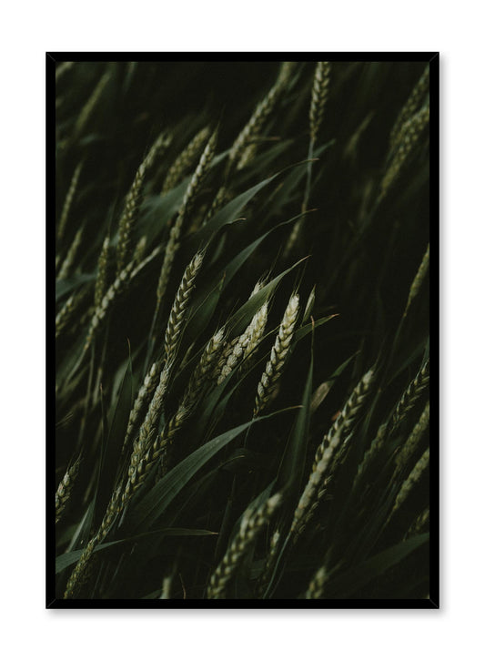 Minimalist design poster by Opposite Wall with Young Wheat botanical photography