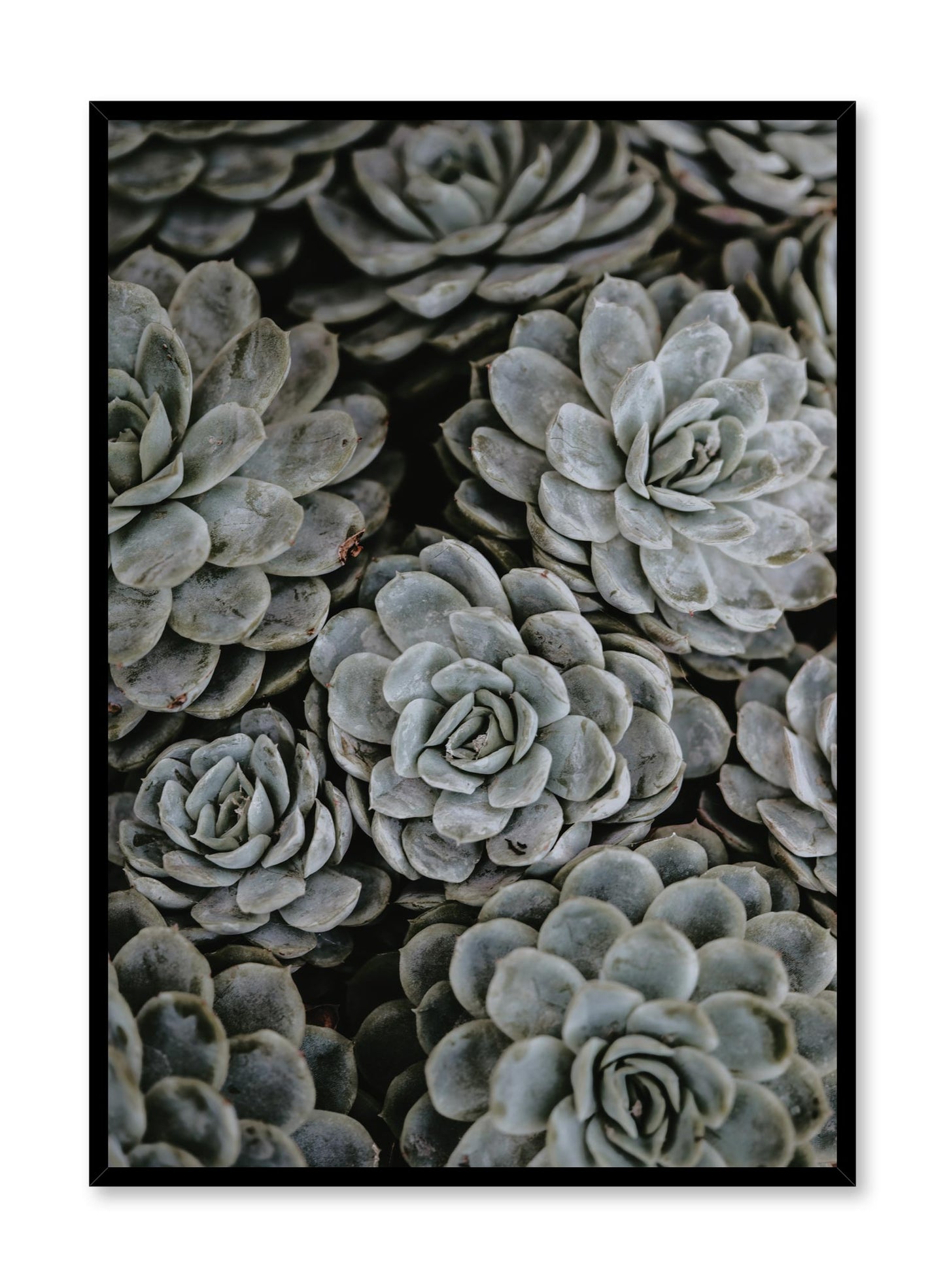 Minimalist design poster by Opposite Wall with Group of Succulents botanical photography