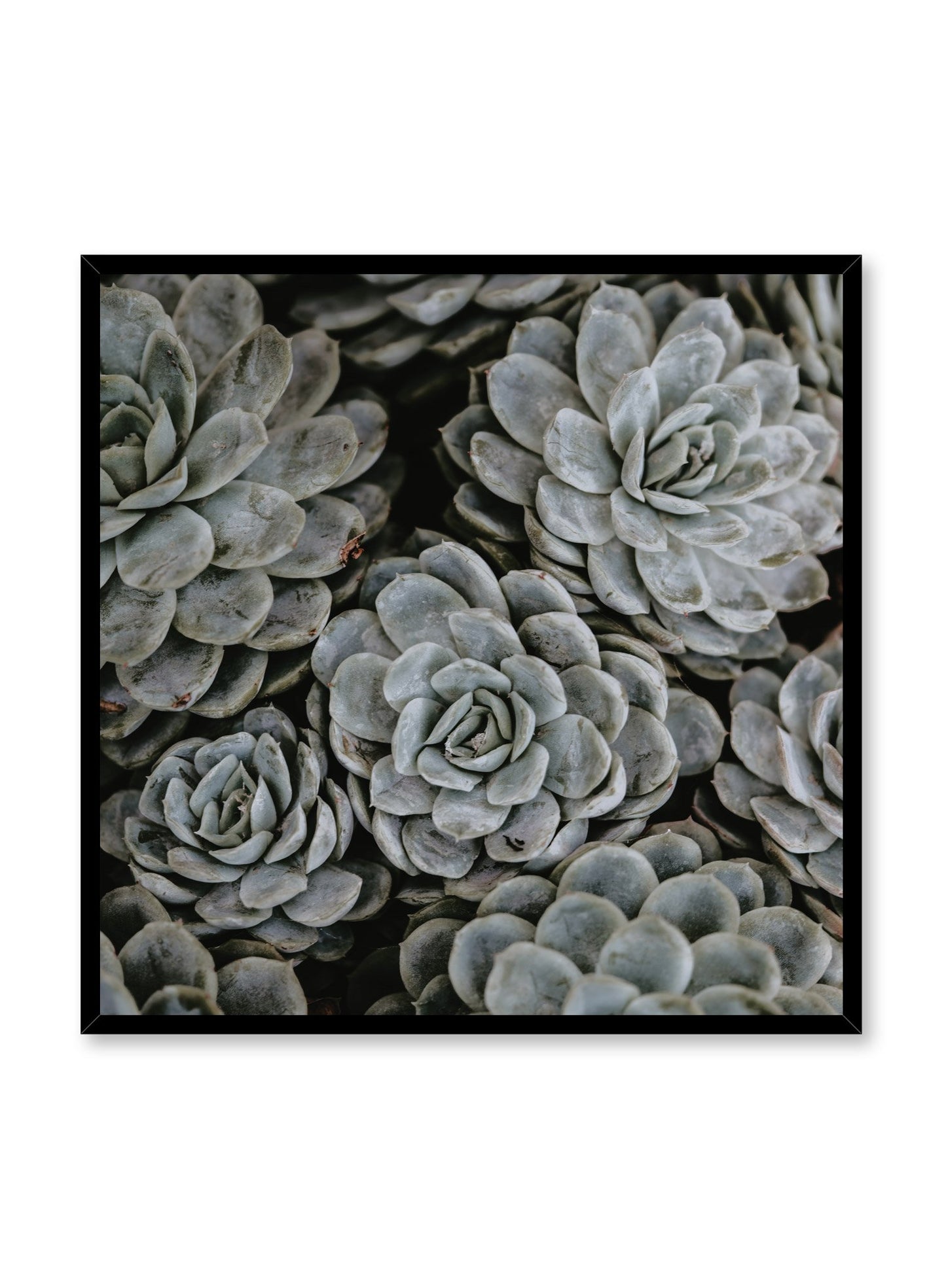 Minimalist design poster by Opposite Wall with Group of Succulents botanical photography
