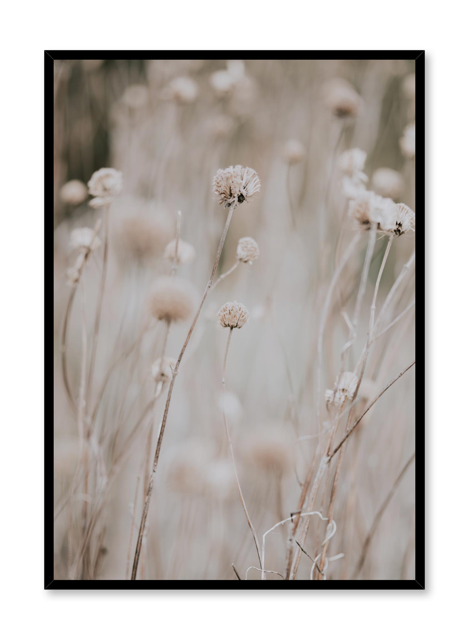 Minimalist design poster by Opposite Wall with Tall Stems botanical photography